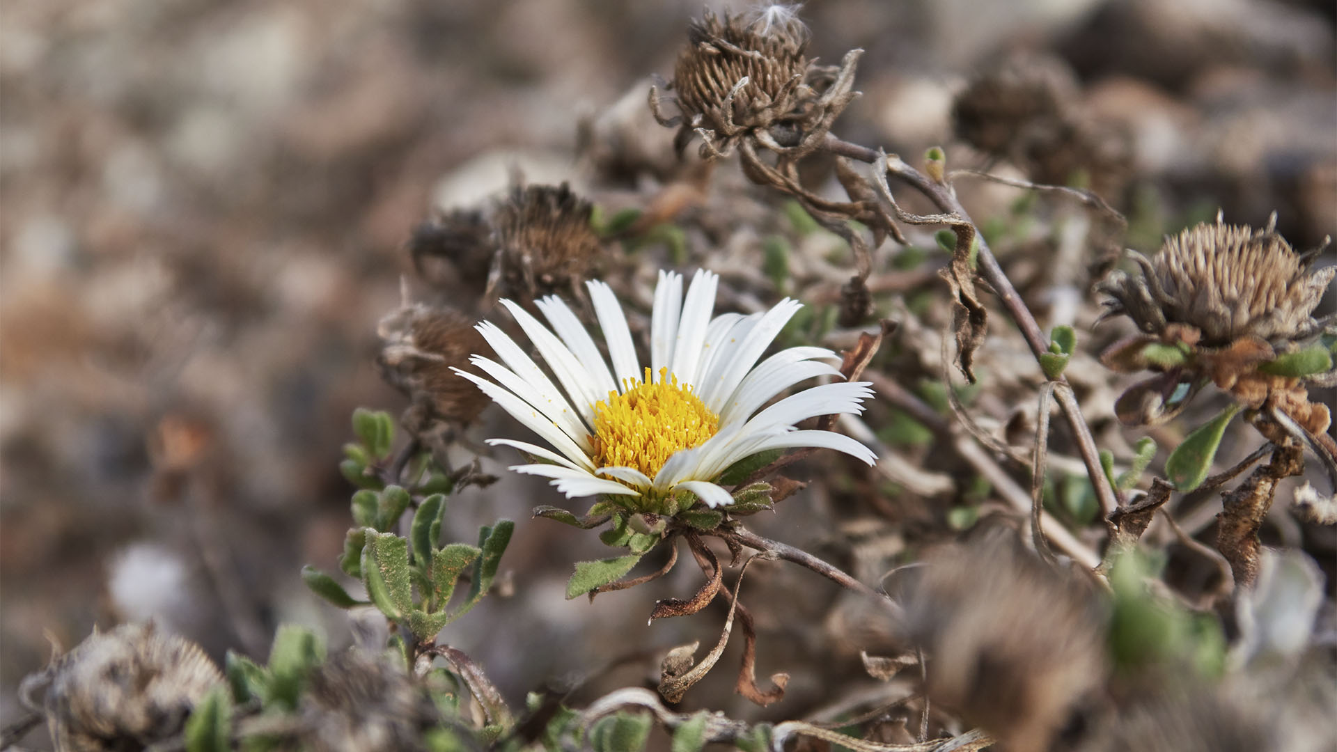 Margarita de Famara in einem Vulkankessel auf Fuerteventura.