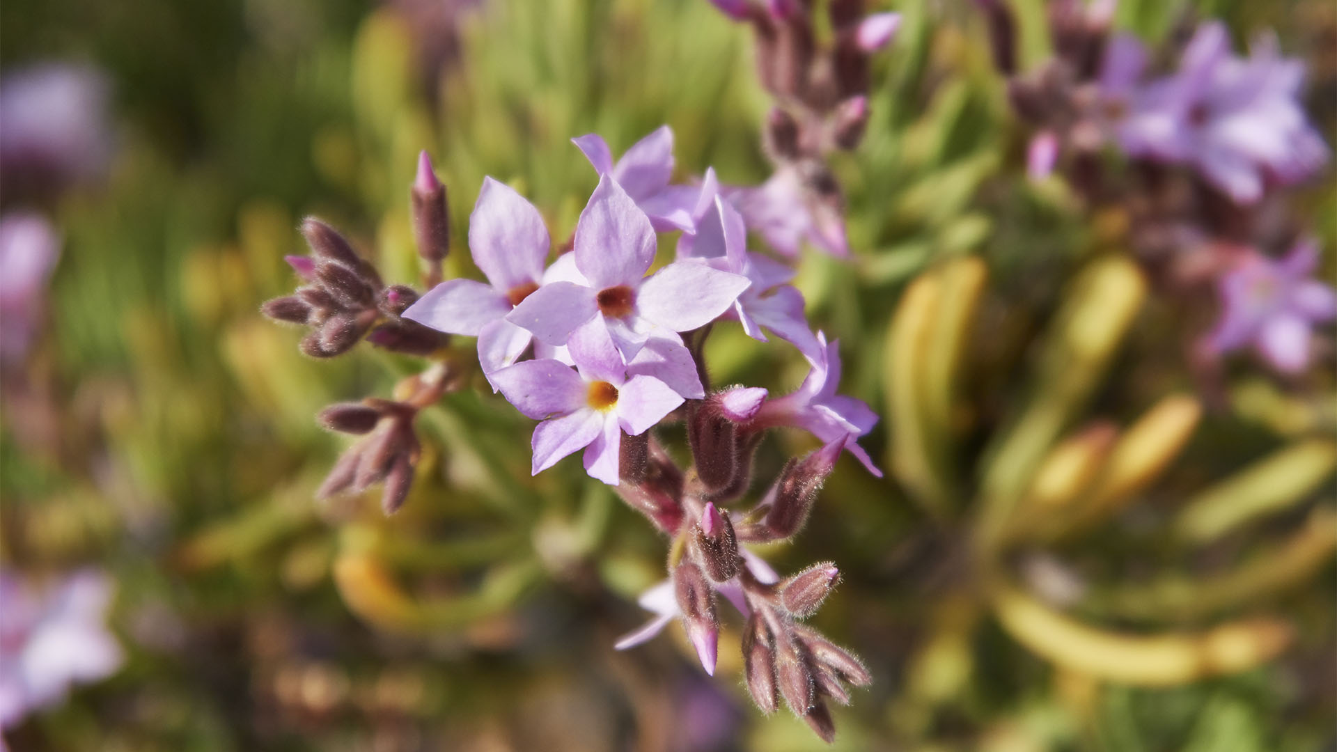 Flora der Termophyle auf Fuerteventura.