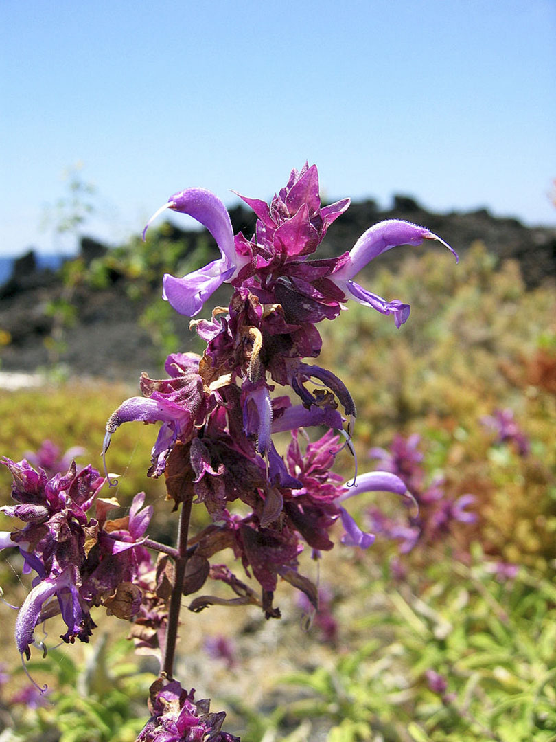 Termophyle Zone – Kanaren Salbei – Salvia canariensis.