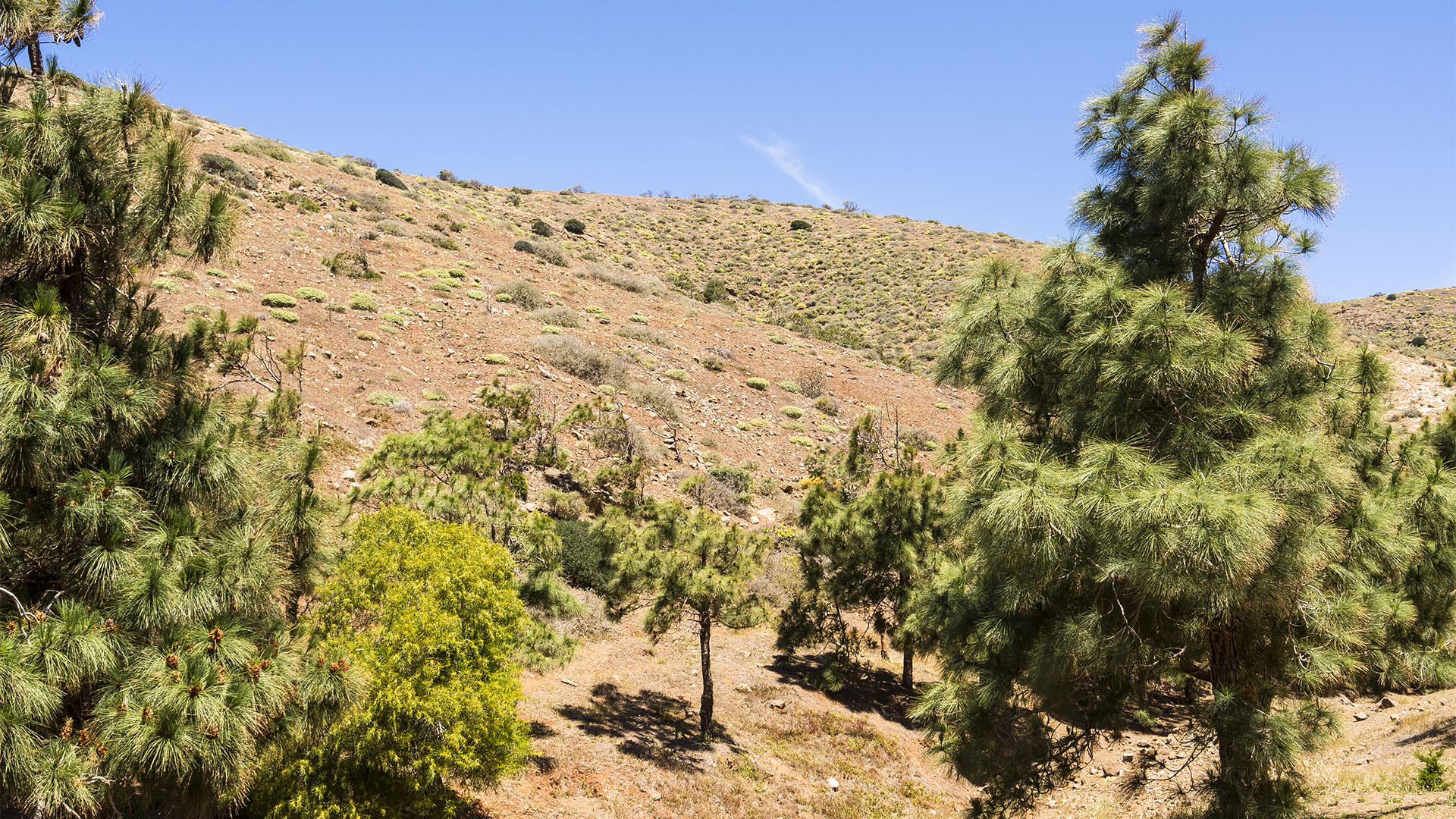 Zone Montano seco – kanarische Kiefer.
