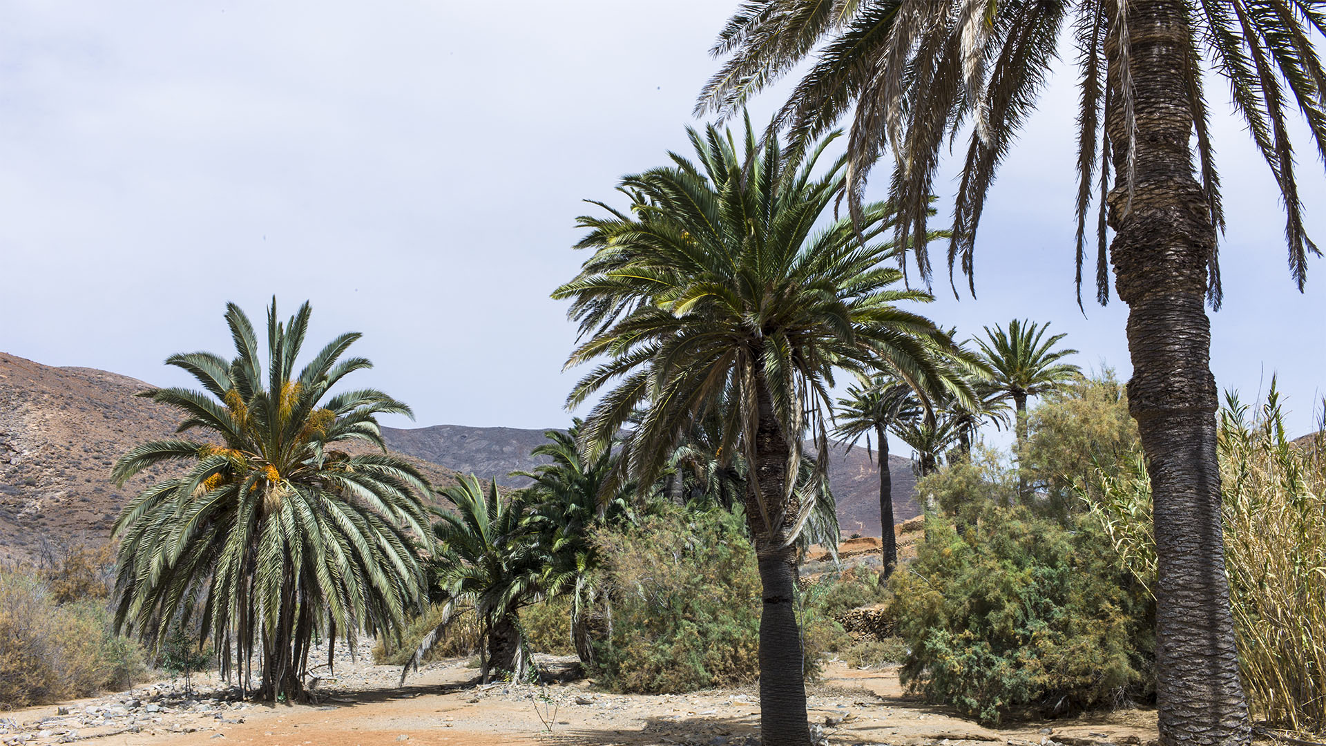 Basale Zone – kanarische Palme.