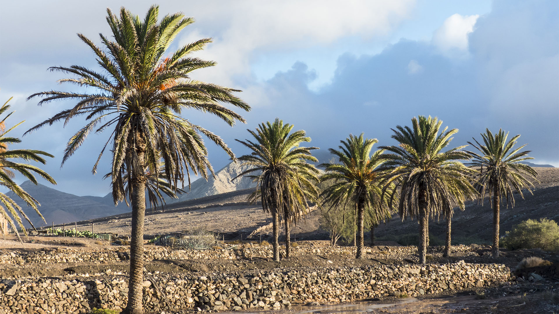 Basale Zone – kanarische Palme.