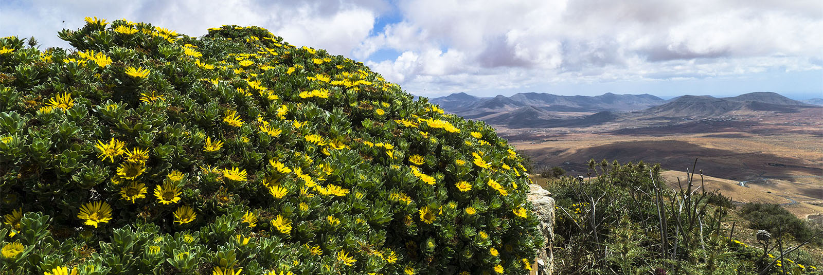Die Magarita famara in feuchte Höhenlagen von Fuerteventura.