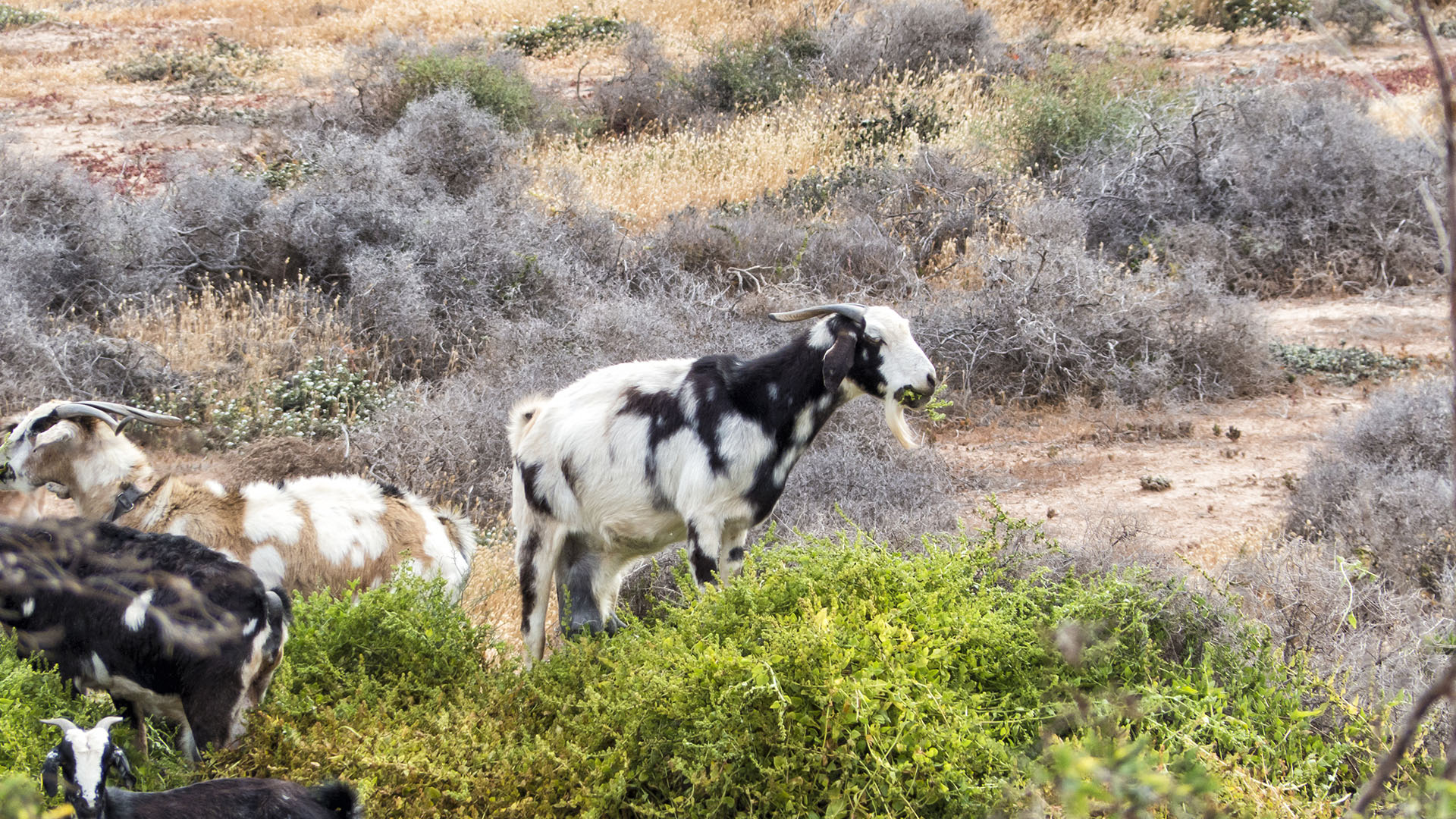 Fauna auf Fuerteventura – die Säugetiere der Insel.