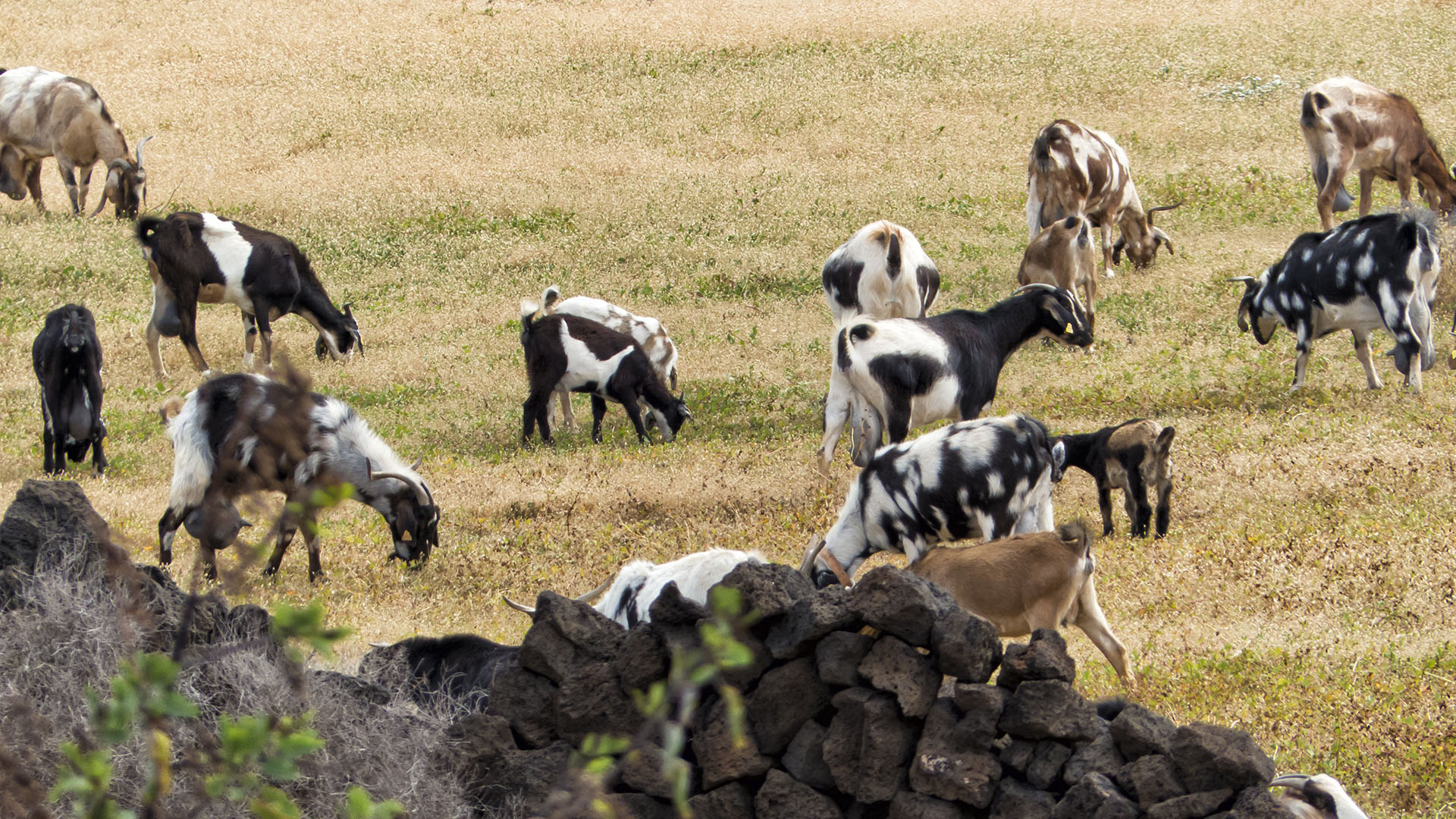 Fauna auf Fuerteventura – die Säugetiere der Insel.