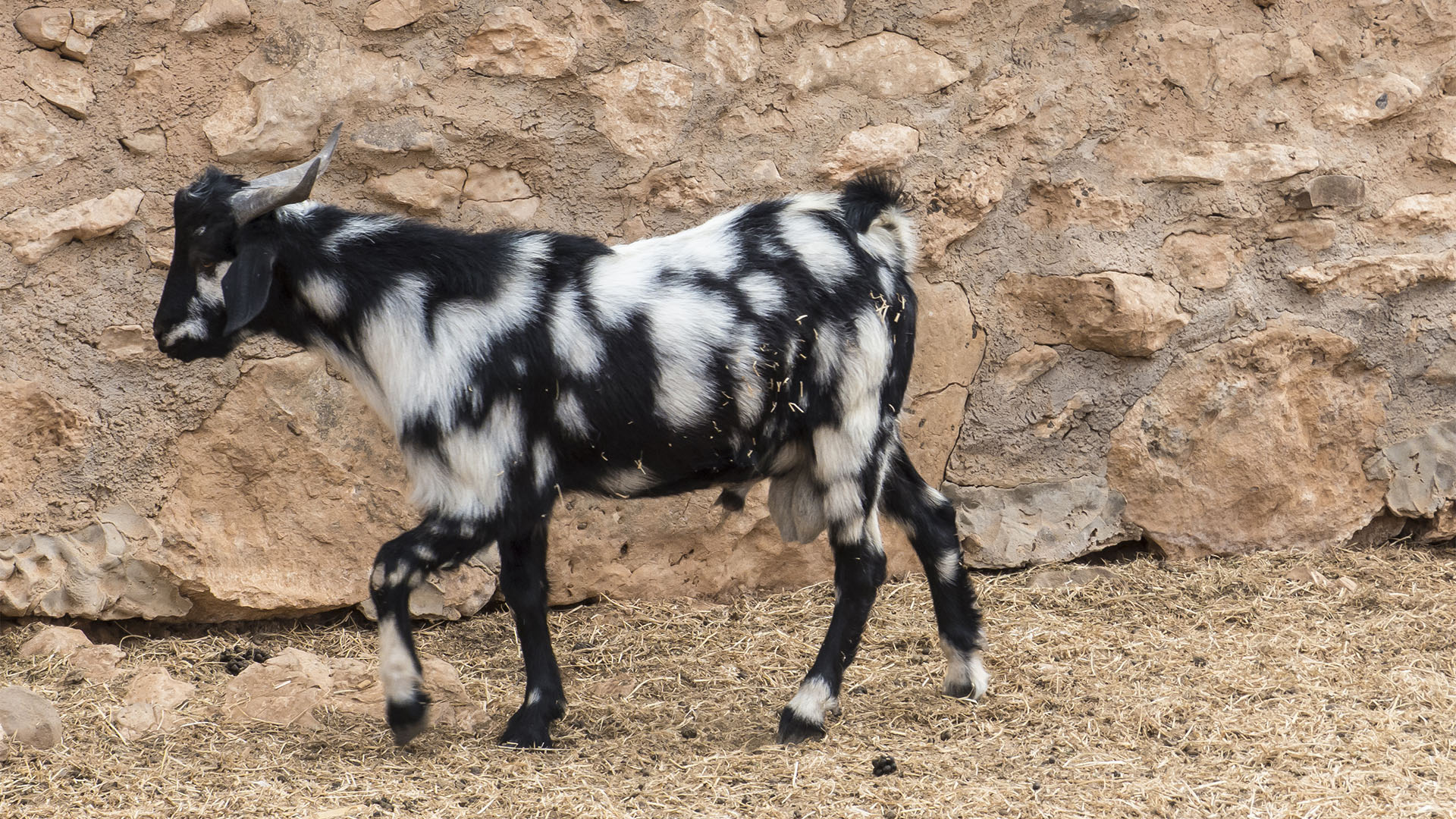 Fauna auf Fuerteventura – die Säugetiere der Insel.