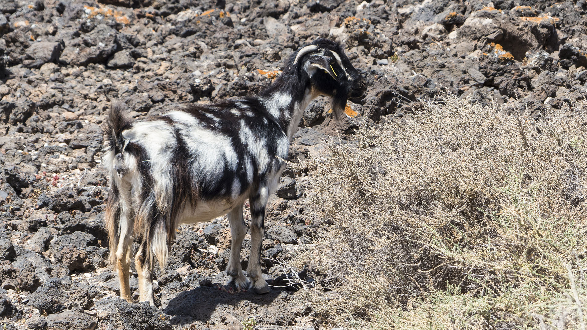 Fauna auf Fuerteventura – die Säugetiere der Insel.