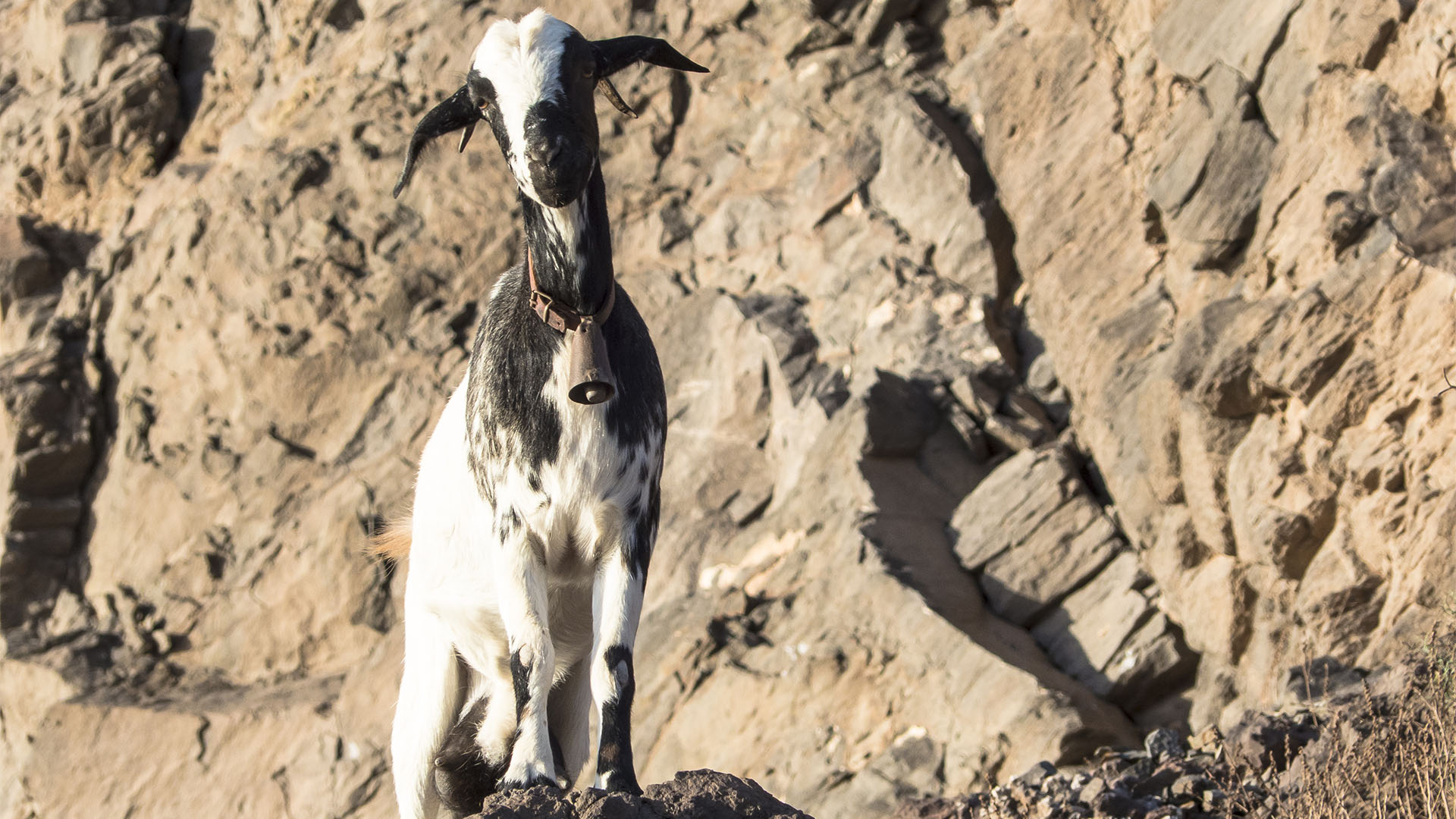 Fauna auf Fuerteventura – die Säugetiere der Insel.