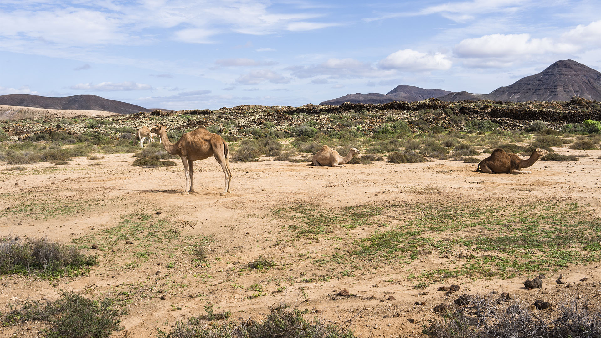 Fauna auf Fuerteventura – die Säugetiere der Insel.