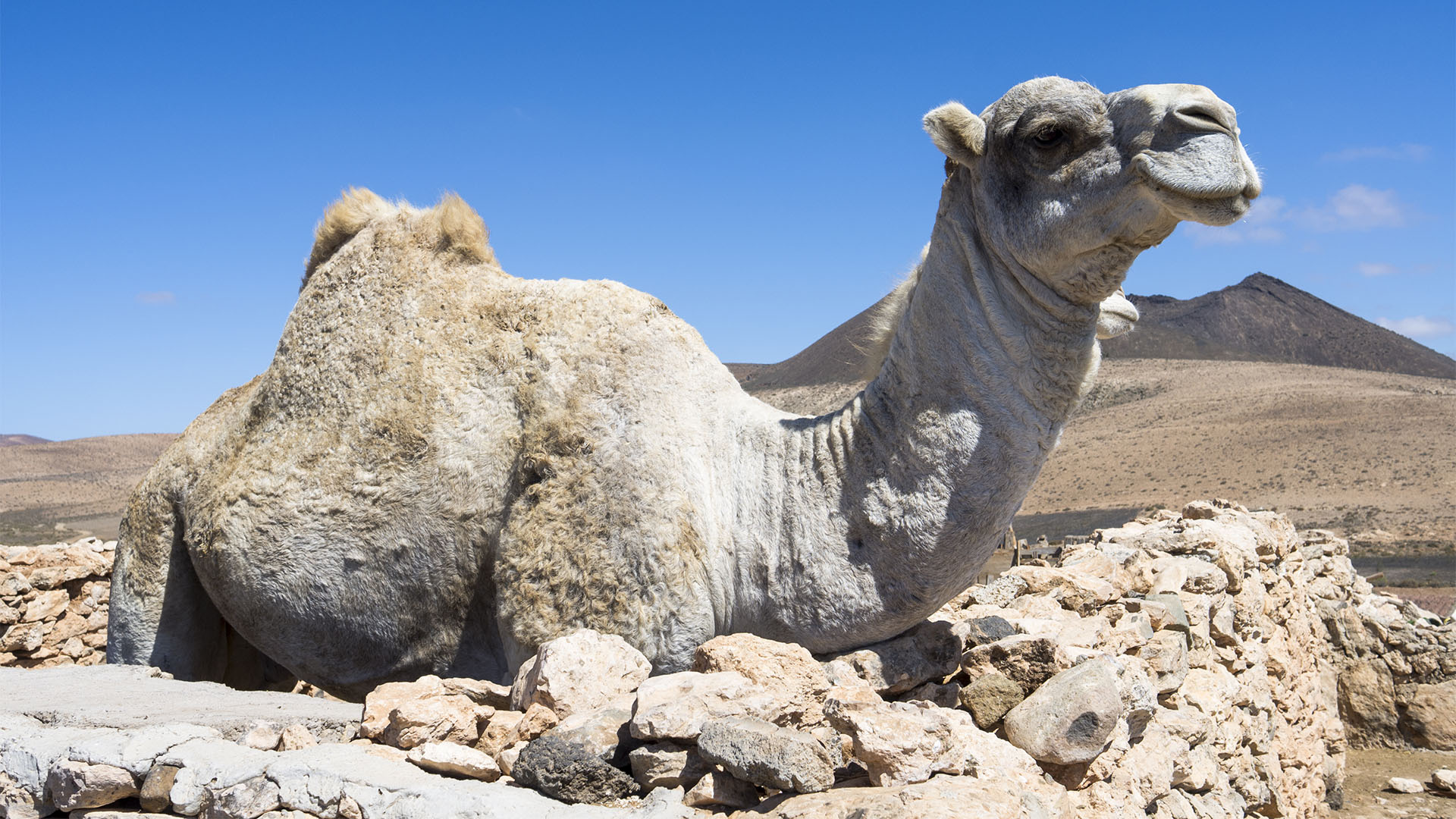 Fauna auf Fuerteventura – die Säugetiere der Insel.