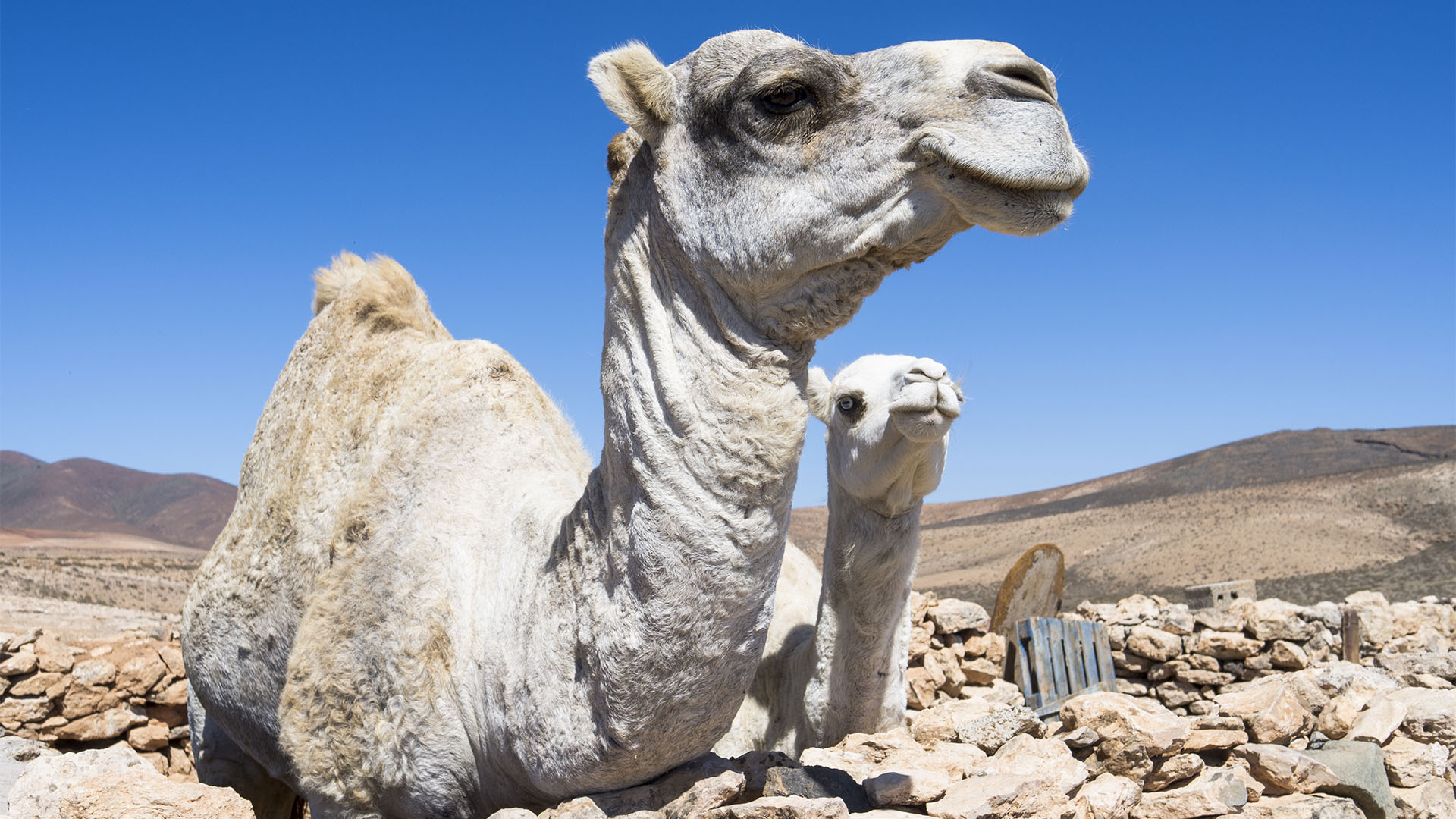 Fauna auf Fuerteventura – die Säugetiere der Insel.