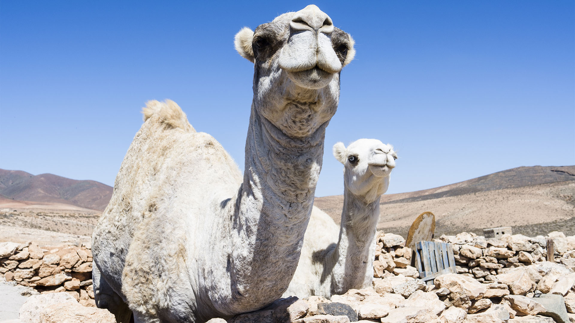 Fauna auf Fuerteventura – die Säugetiere der Insel.