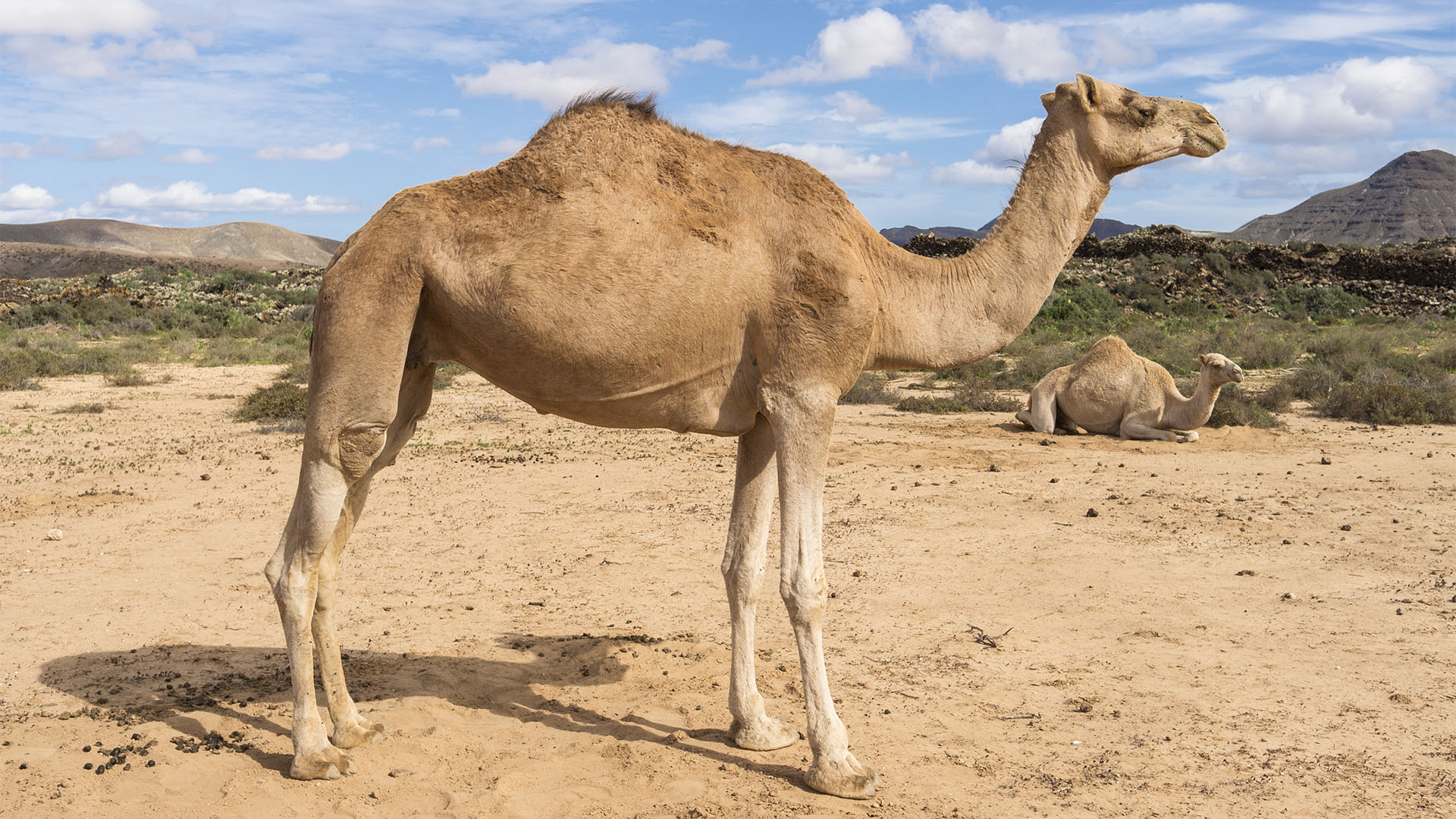 Fauna auf Fuerteventura – die Säugetiere der Insel.