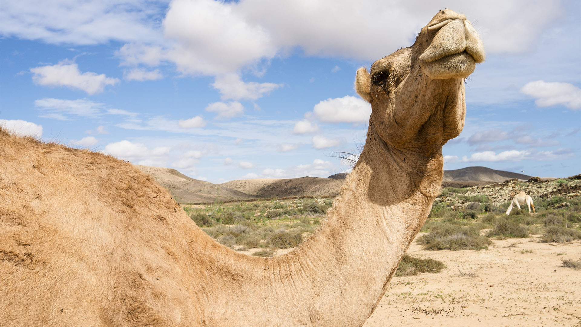 Fauna auf Fuerteventura – die Säugetiere der Insel.