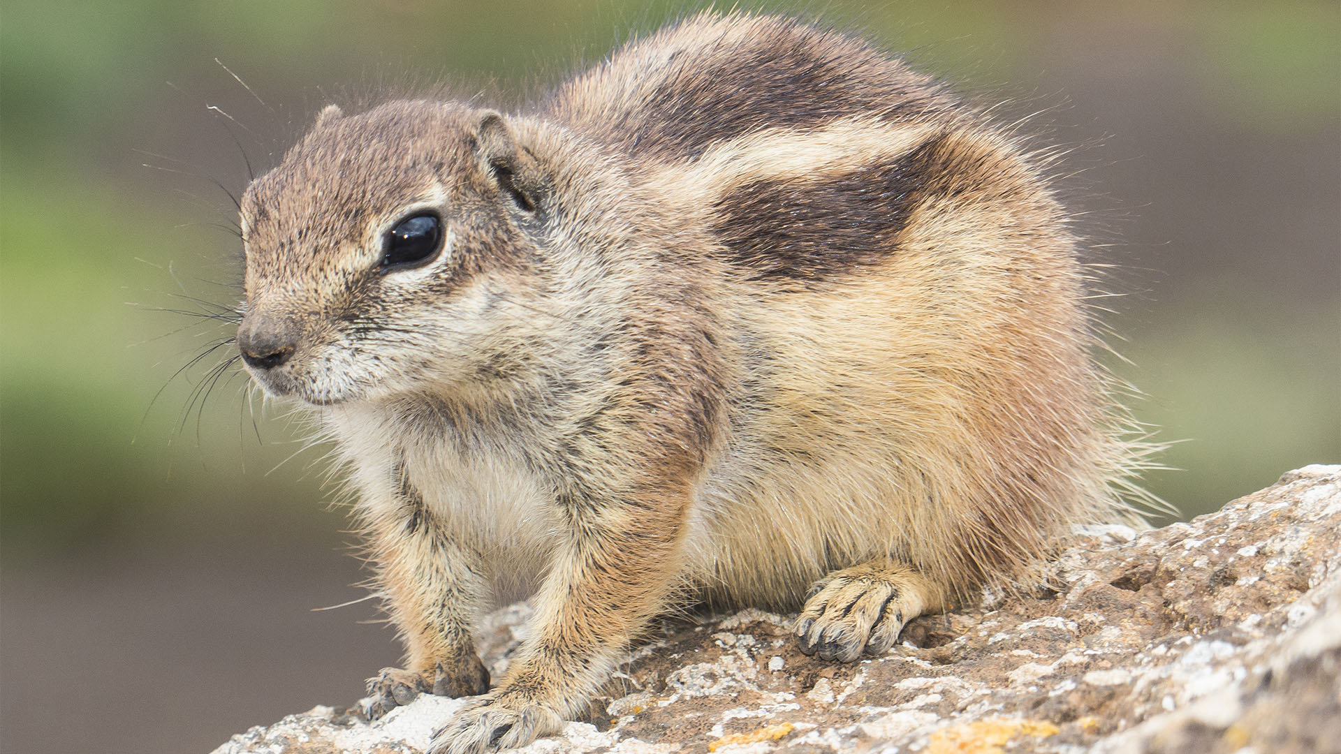 Fauna auf Fuerteventura – die Säugetiere der Insel.