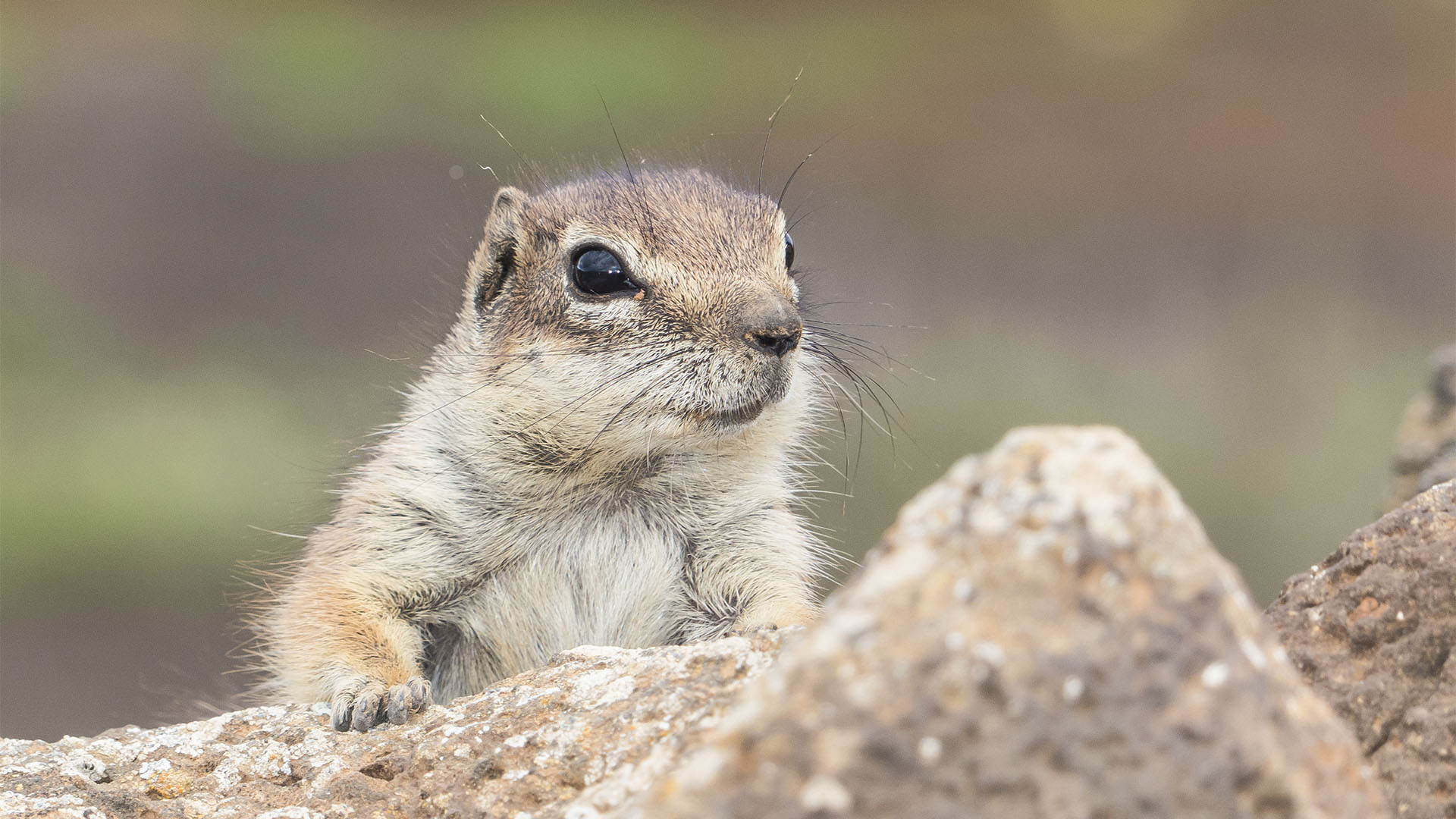 Fauna auf Fuerteventura – die Säugetiere der Insel.