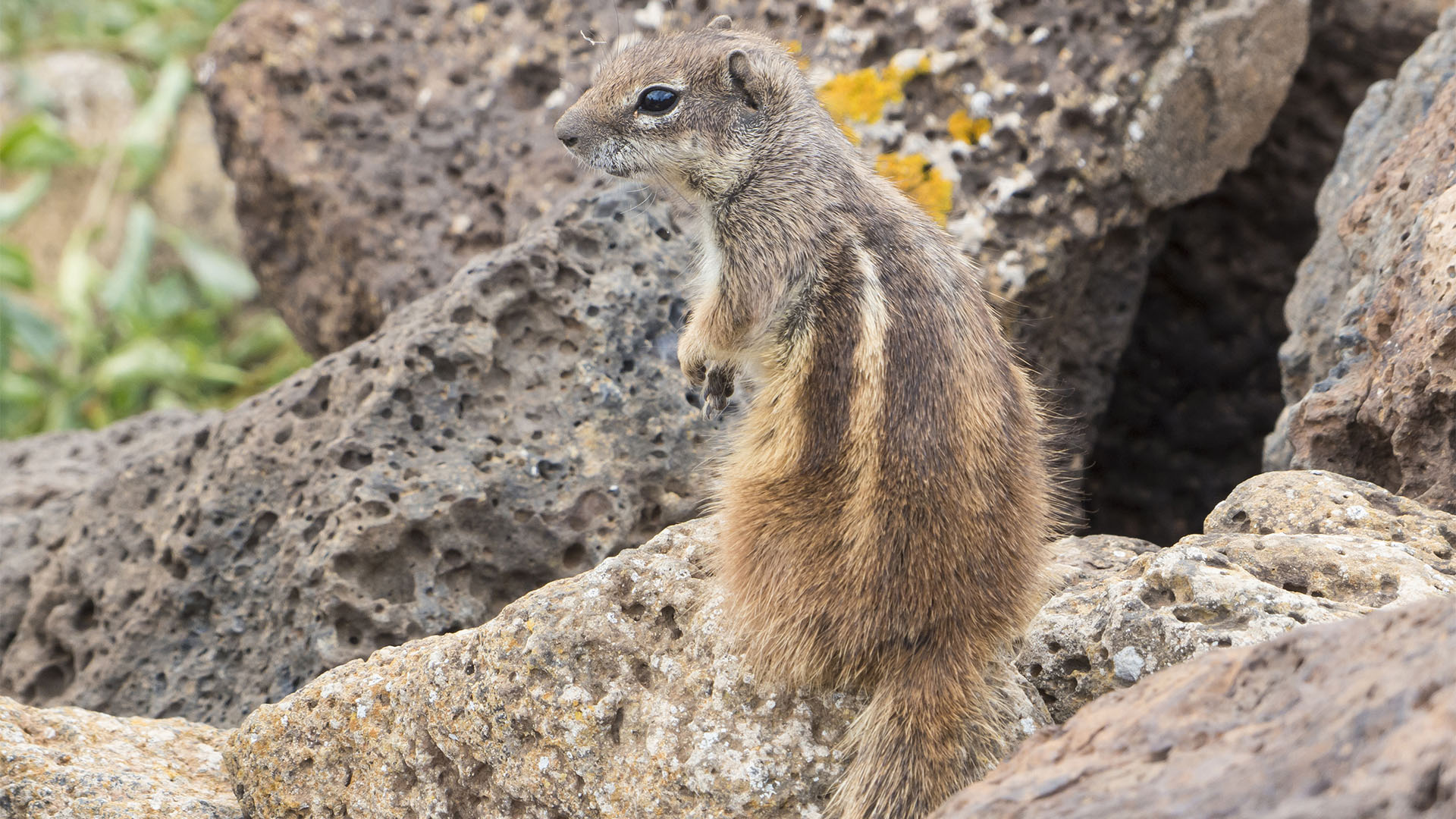 Fauna auf Fuerteventura – die Säugetiere der Insel.
