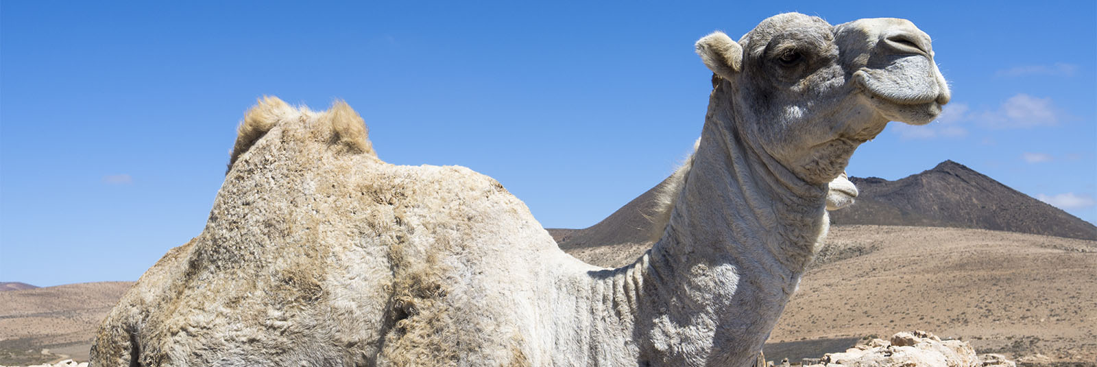 Fauna auf Fuerteventura – die Säugetiere der Insel.