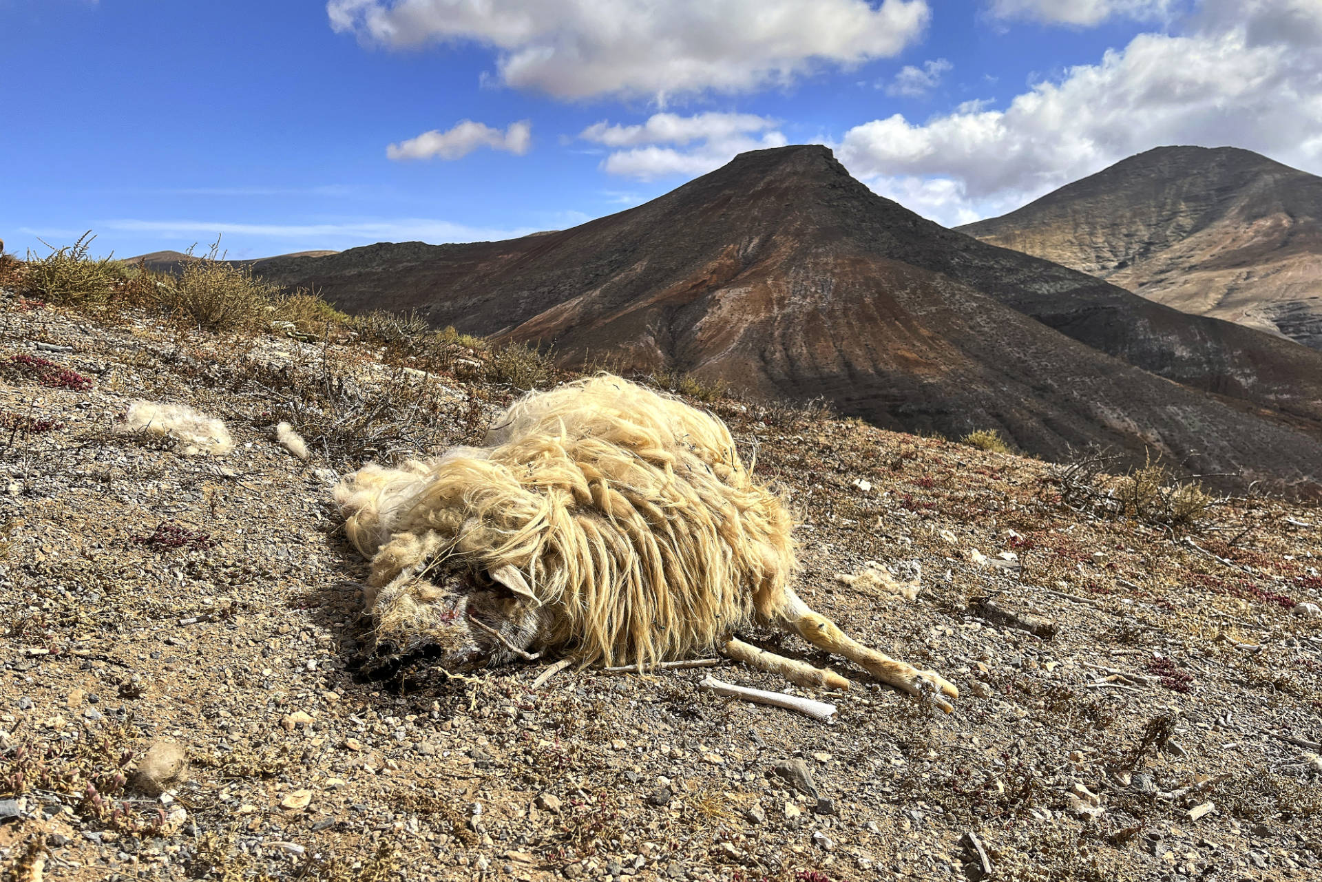 Aas für den Schmutzgeier auf Fuerteventura.