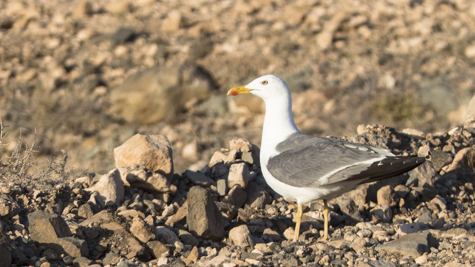 Vogelwelt von Fuerteventura – Atlantikmöwe – Larus michahellis atlantis.