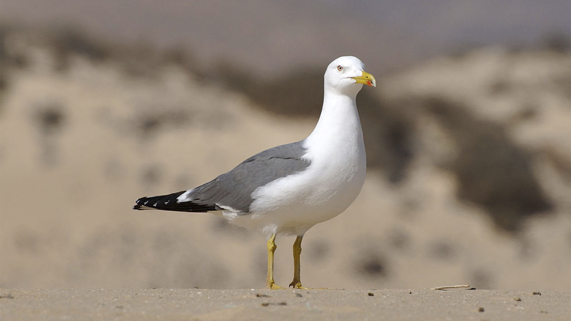 Vogelwelt von Fuerteventura – Atlantikmöwe – Larus michahellis atlantis.