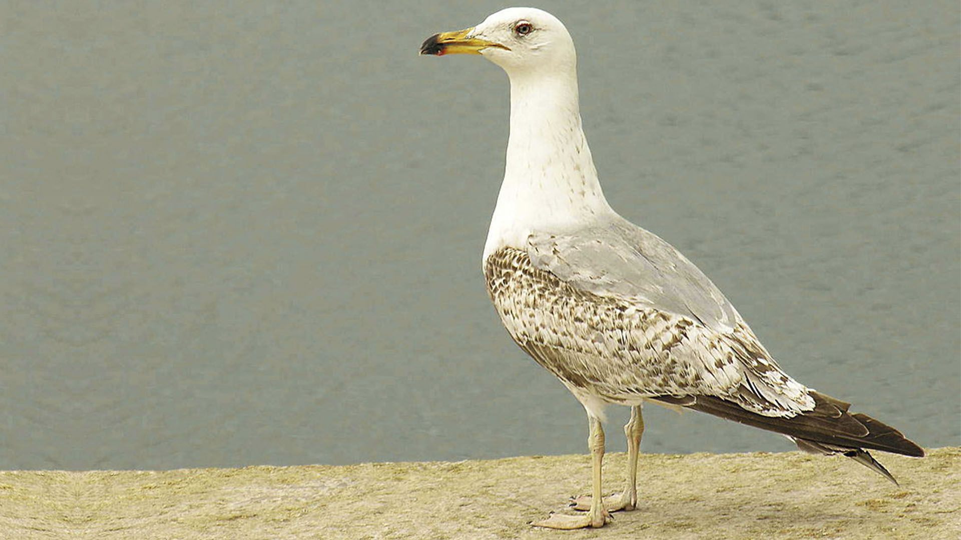 Vogelwelt von Fuerteventura – Atlantikmöwe – Larus michahellis atlantis.