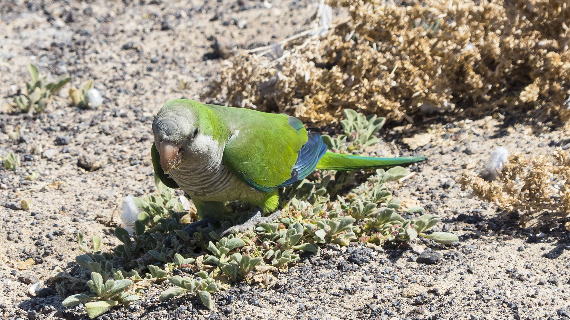 Vogelwelt von Fuerteventura – Kanarienvogel – Serinus canaria forma domestica.
