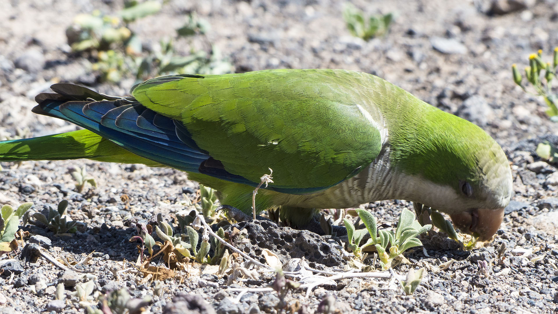 Vogelwelt von Fuerteventura – Kanarienvogel – Serinus canaria forma domestica.