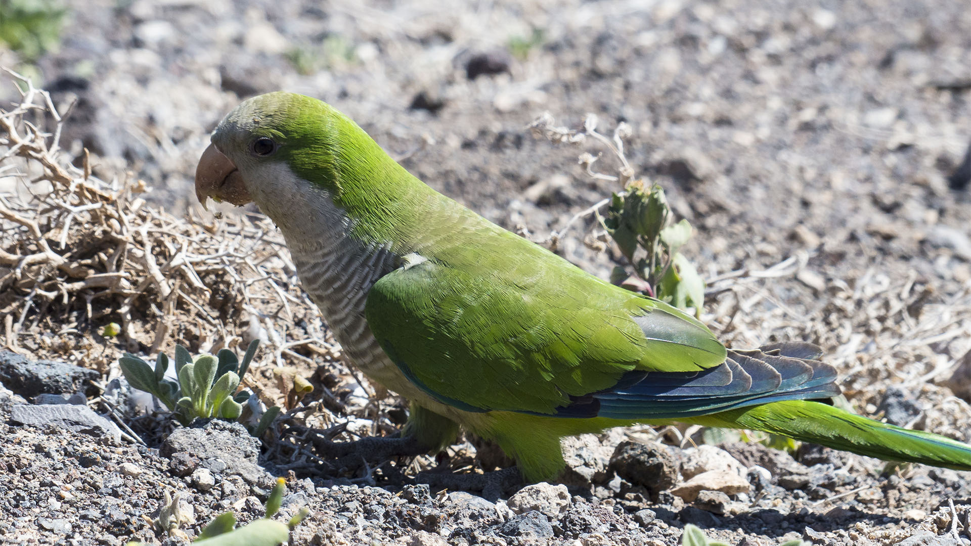 Vogelwelt von Fuerteventura – Kanarienvogel – Serinus canaria forma domestica.