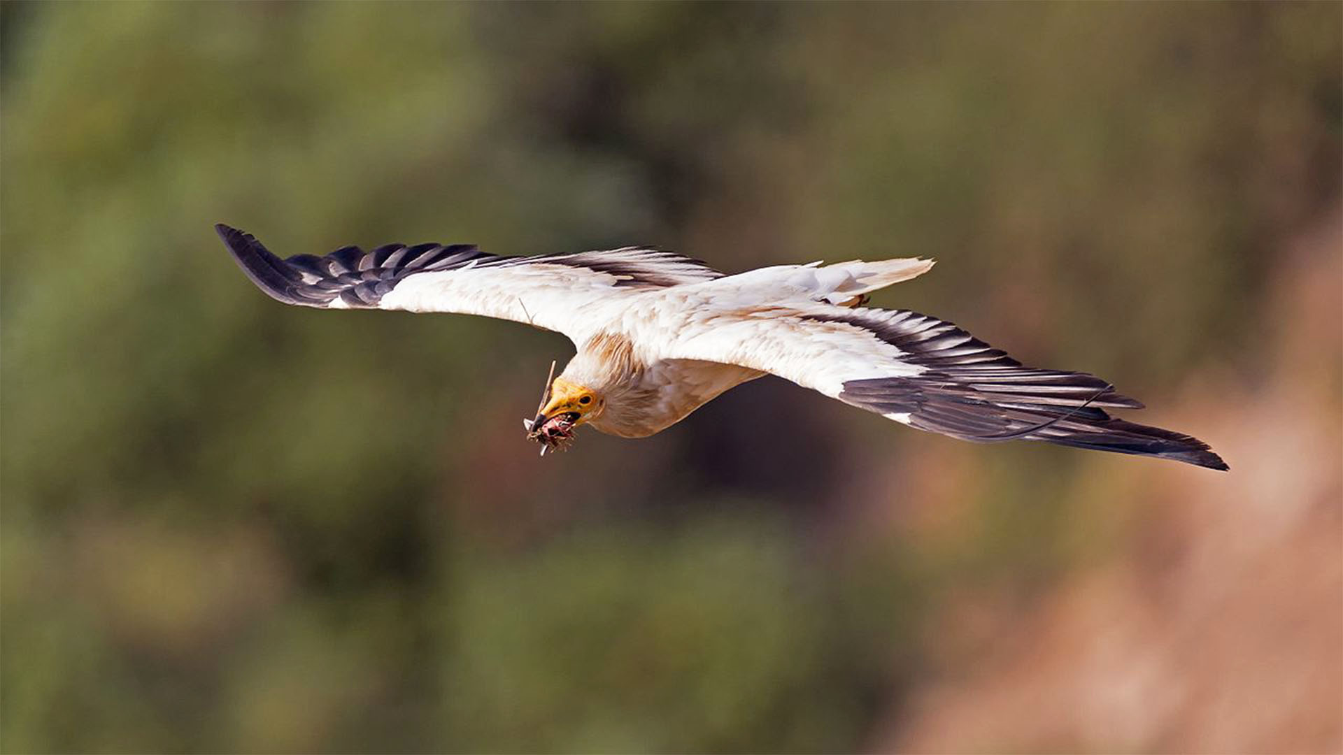 Vogelwelt von Fuerteventura – Kanarischer Schmutzgeier – Neophron percnopterus majorensis.