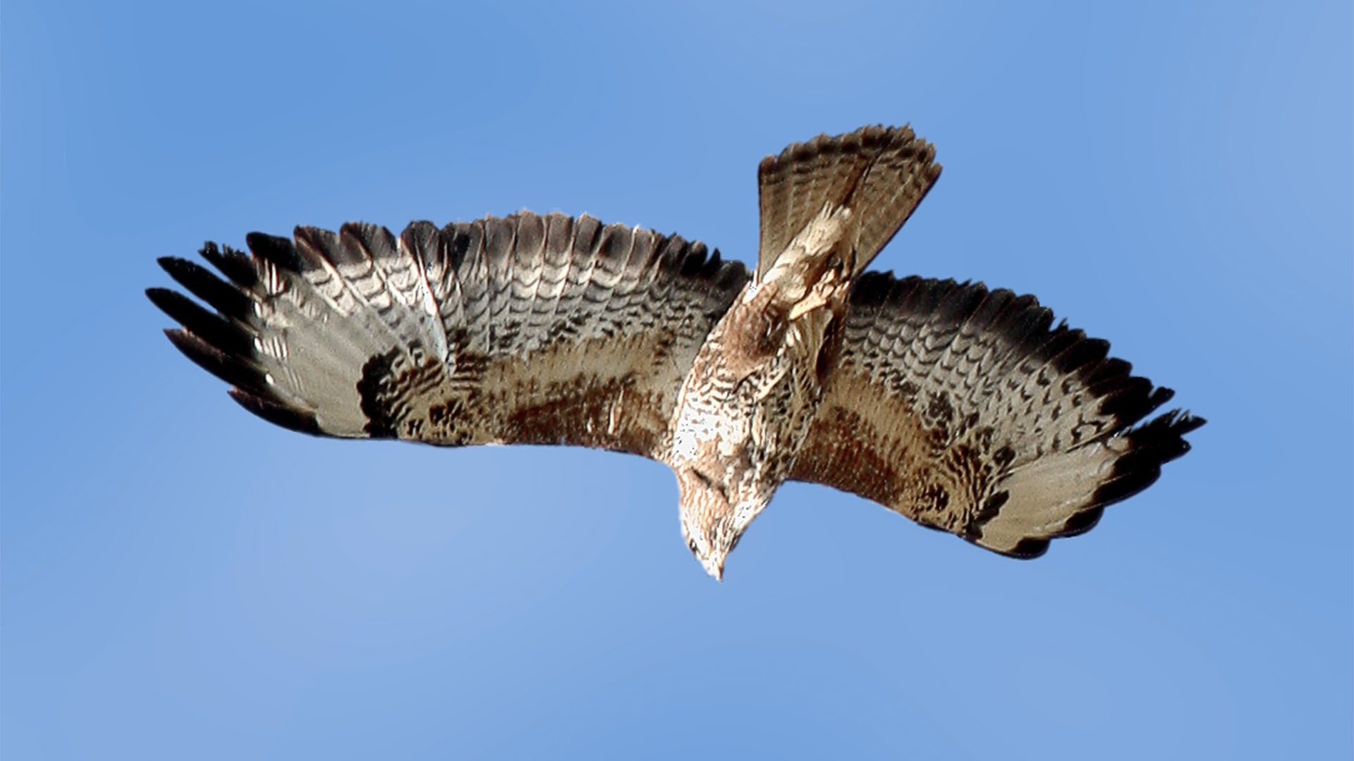 Vogelwelt von Fuerteventura – Mäusebussard – Buteo buteo.