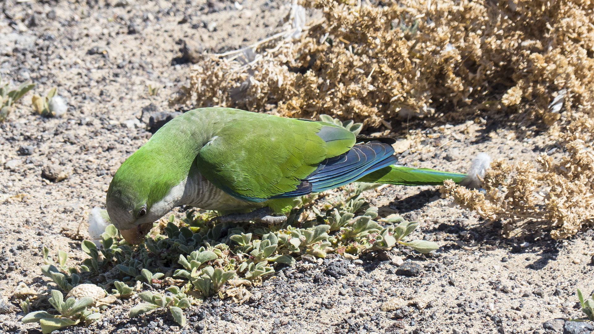 Mönchssittig in den Salzwiesen von Morro Jable auf Fuerteventura.