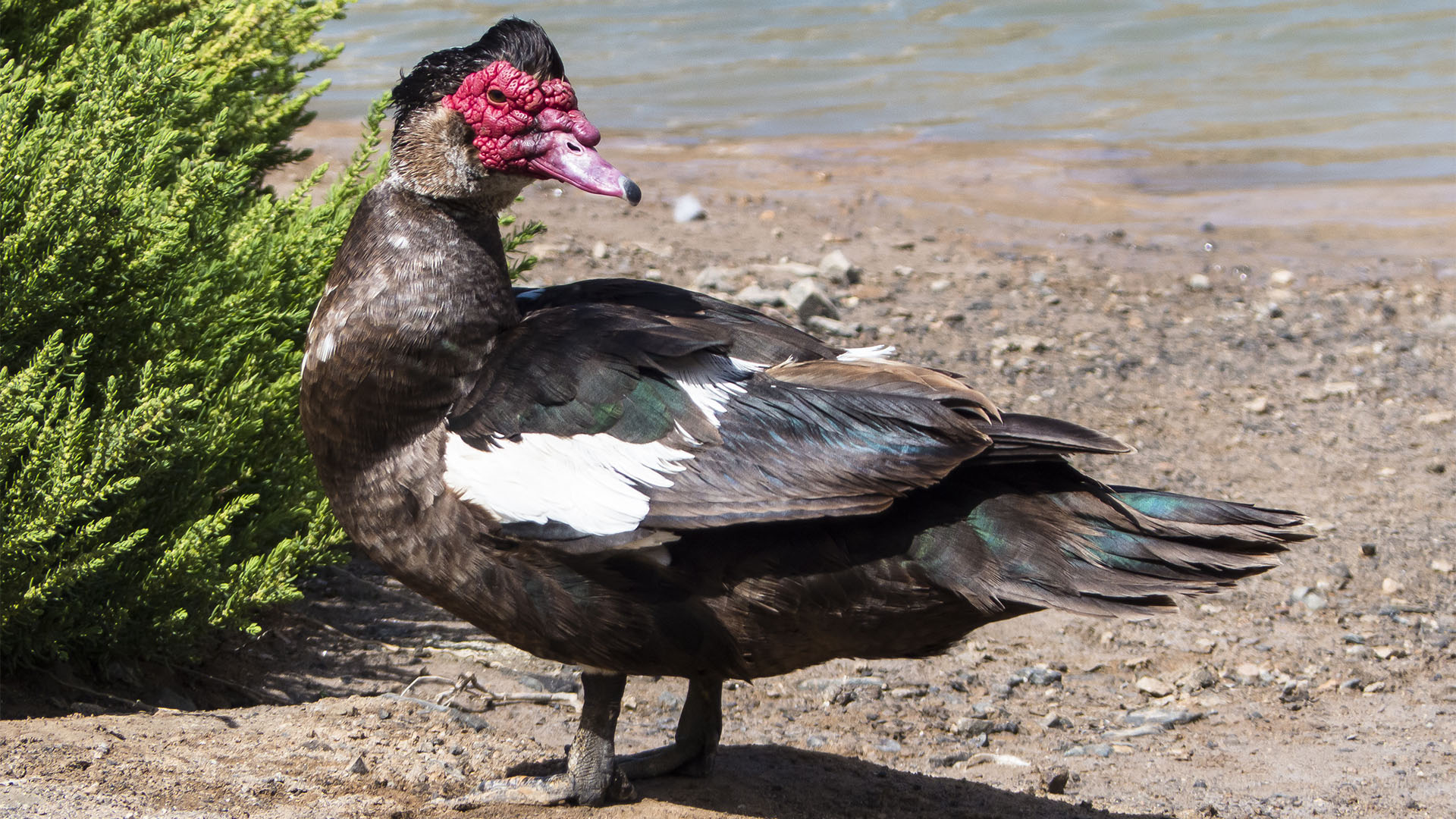 Vogelwelt von Fuerteventura – Moschusente – Cairina moschata.