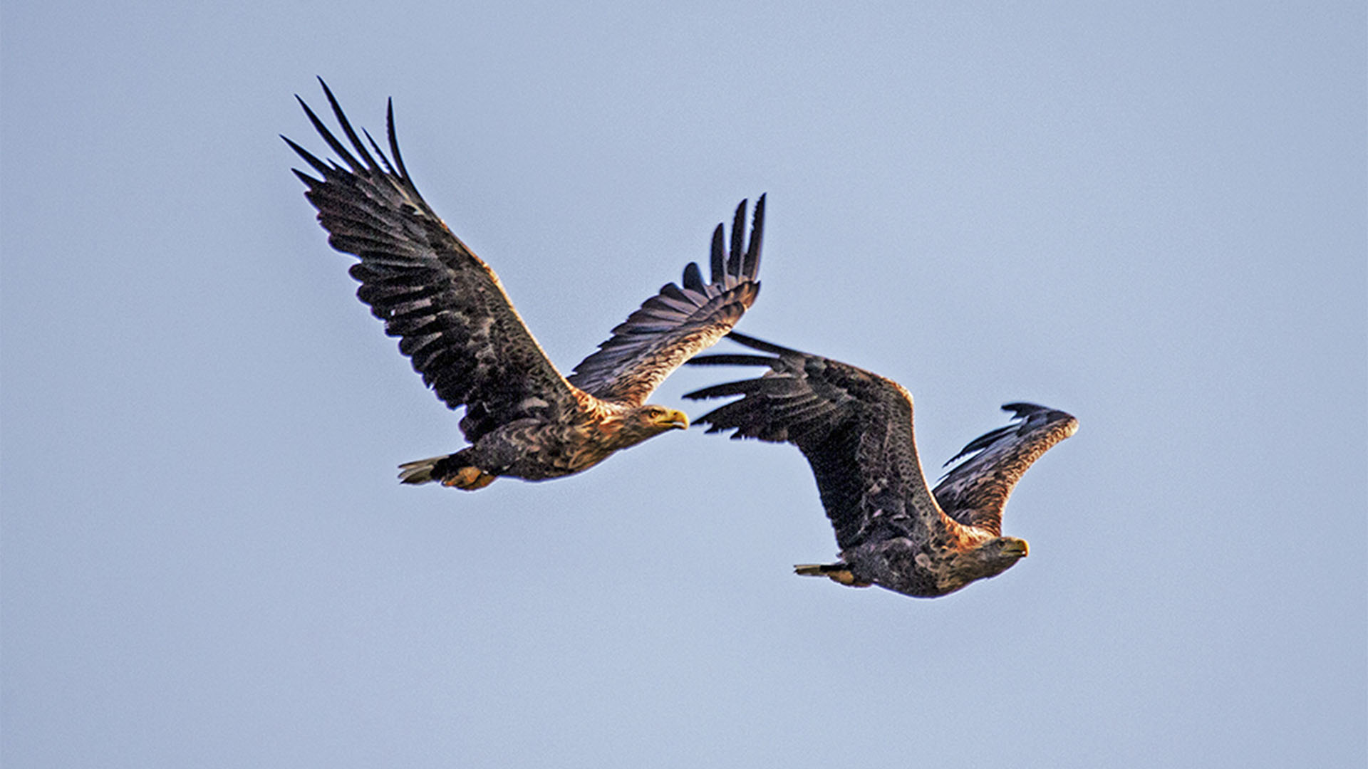 Vogelwelt von Fuerteventura – Seeadler – Haliaeetus albicilla.