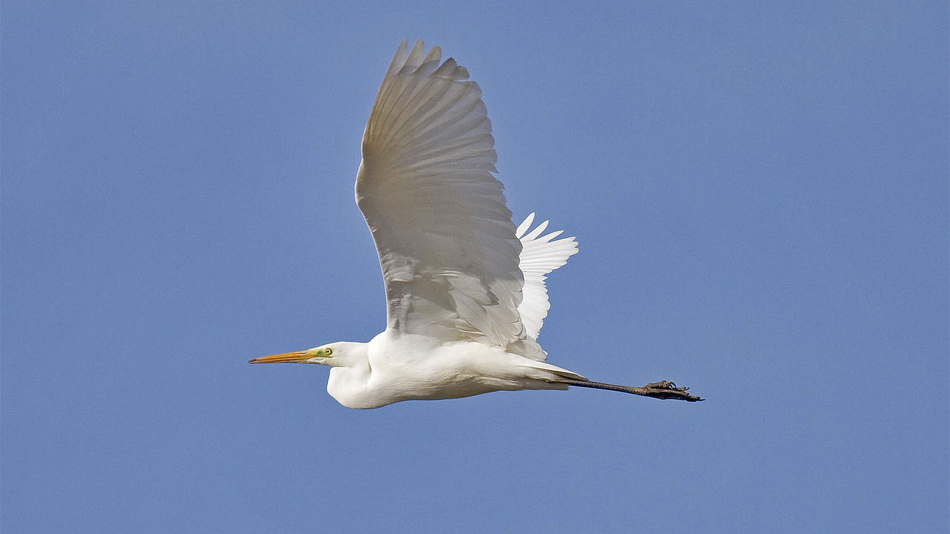 Vogelwelt von Fuerteventura – Silberreiher – Ardea alba.