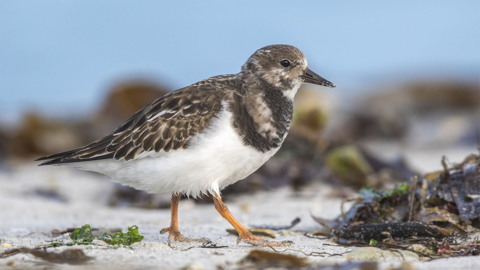 Vogelwelt von Fuerteventura – Steinwälzer – Arenaria interpres.