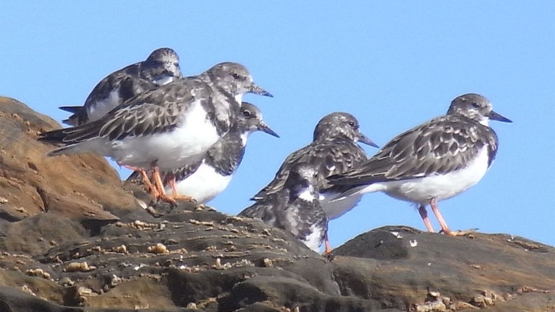 Vogelwelt von Fuerteventura – Steinwälzer – Arenaria interpres.