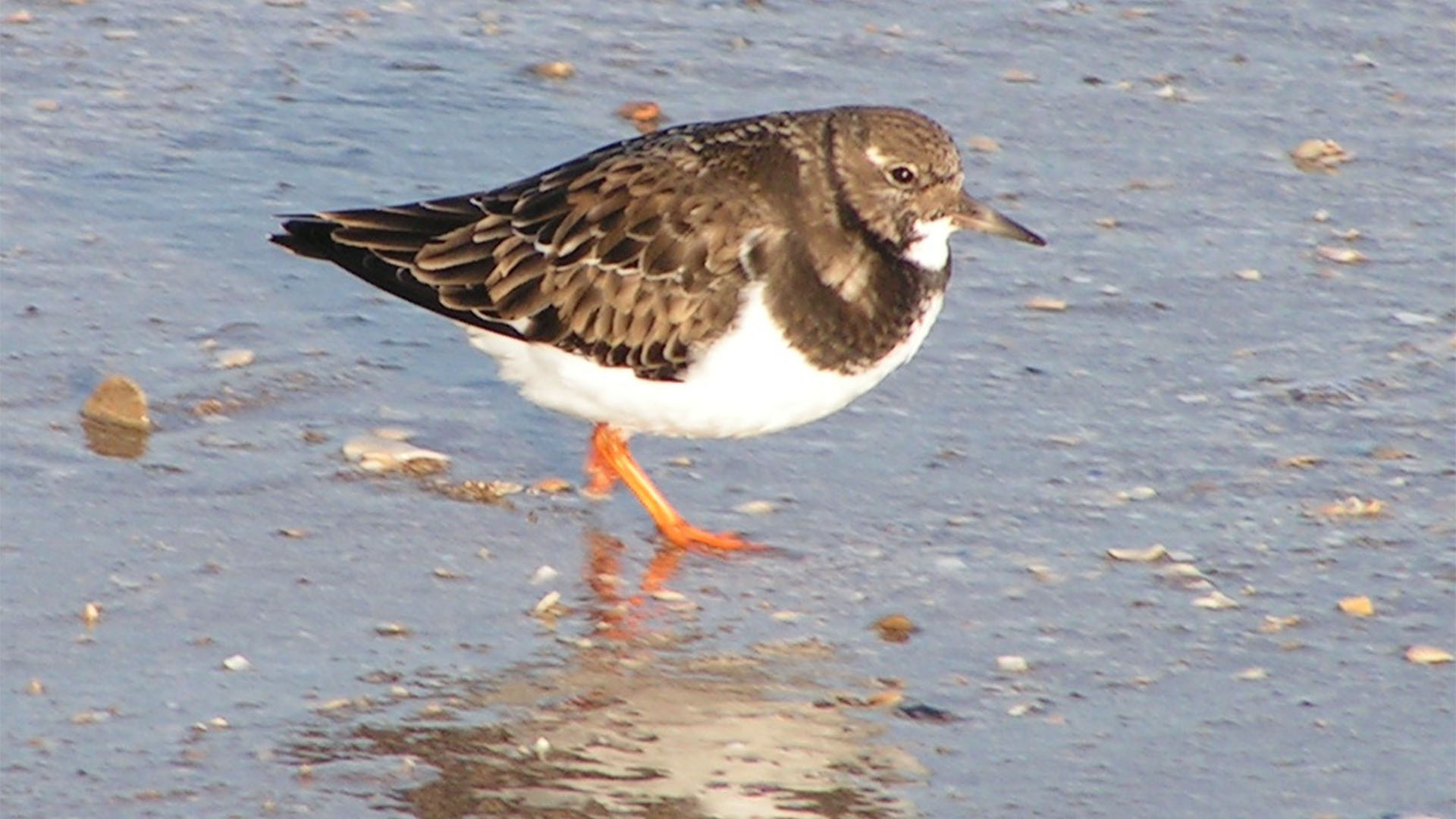 Vogelwelt von Fuerteventura – Steinwälzer – Arenaria interpres.