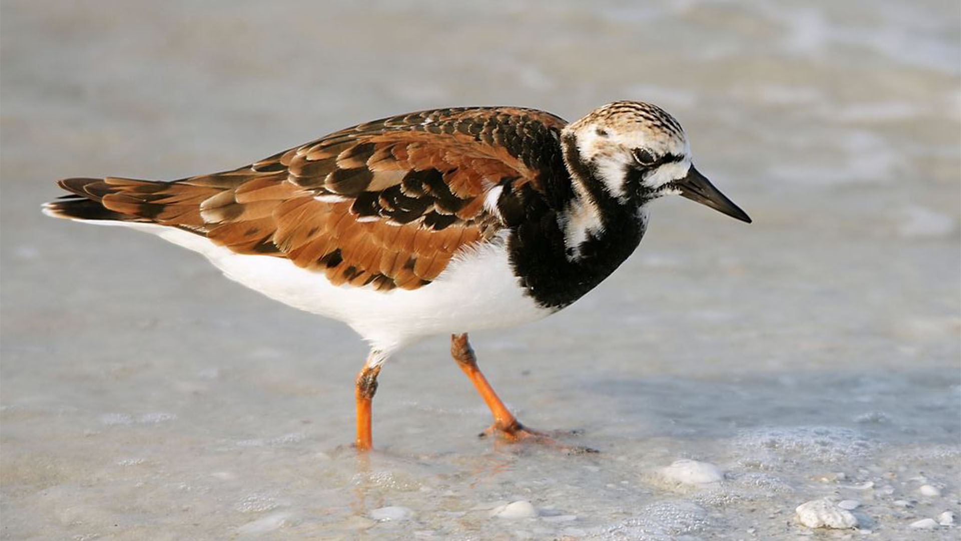 Vogelwelt von Fuerteventura – Steinwälzer – Arenaria interpres.