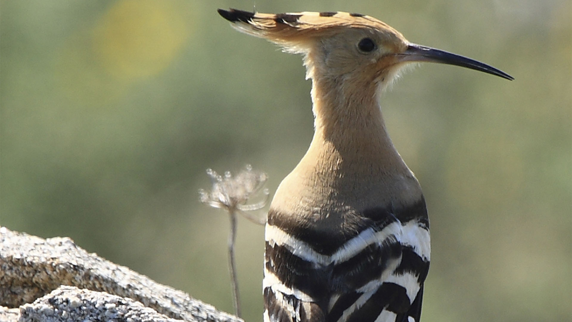 Die Fauna Fuerteventuras – Vögel und Zugvögel der Insel.