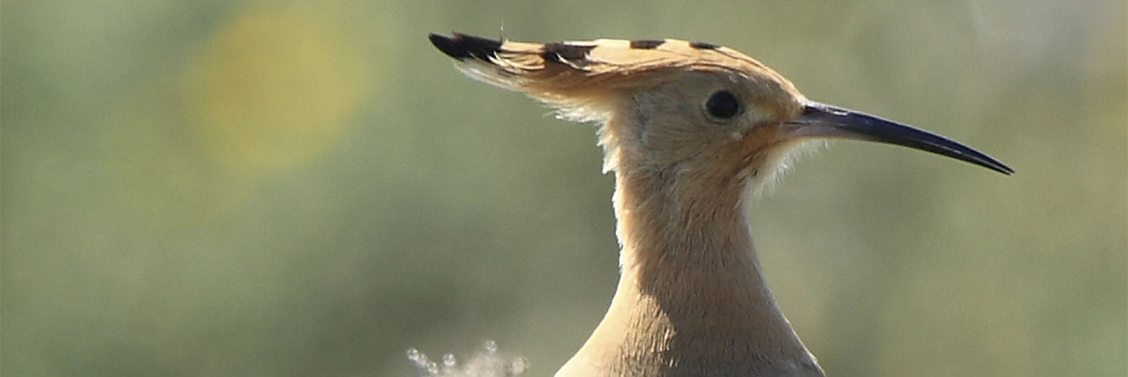 Vogelwelt von Fuerteventura – Wiedehopf – Upupa epops.