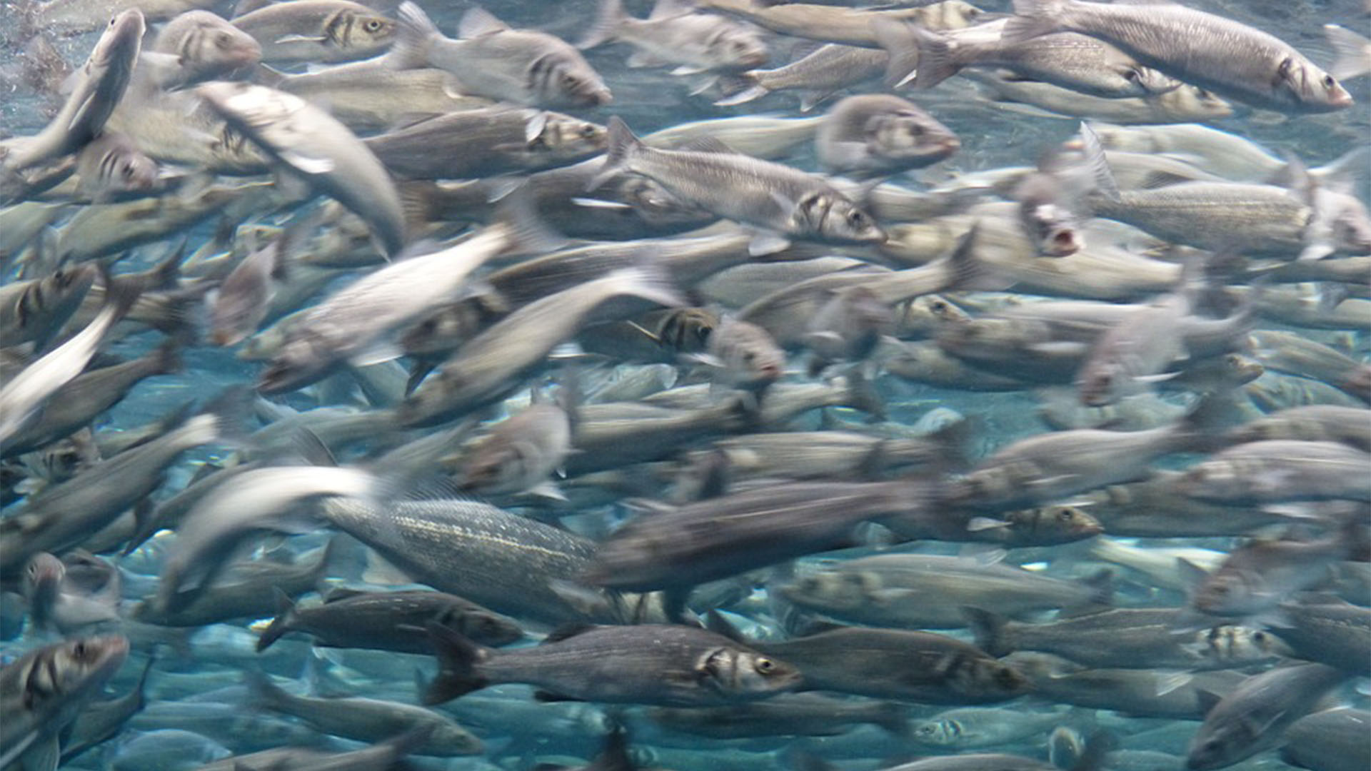 Meeresbewohner von Fuerteventura – Atlantische Sardine (Sardina pilchardus)