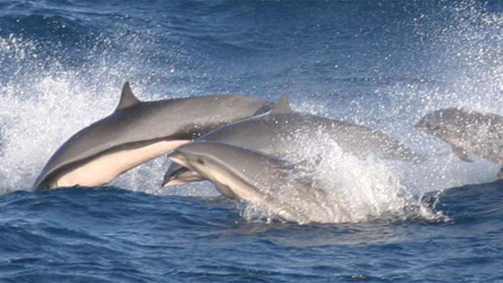 Fauna der Insel Fuerteventura – Meerestiere der Insel und des Kanaren Stromes.