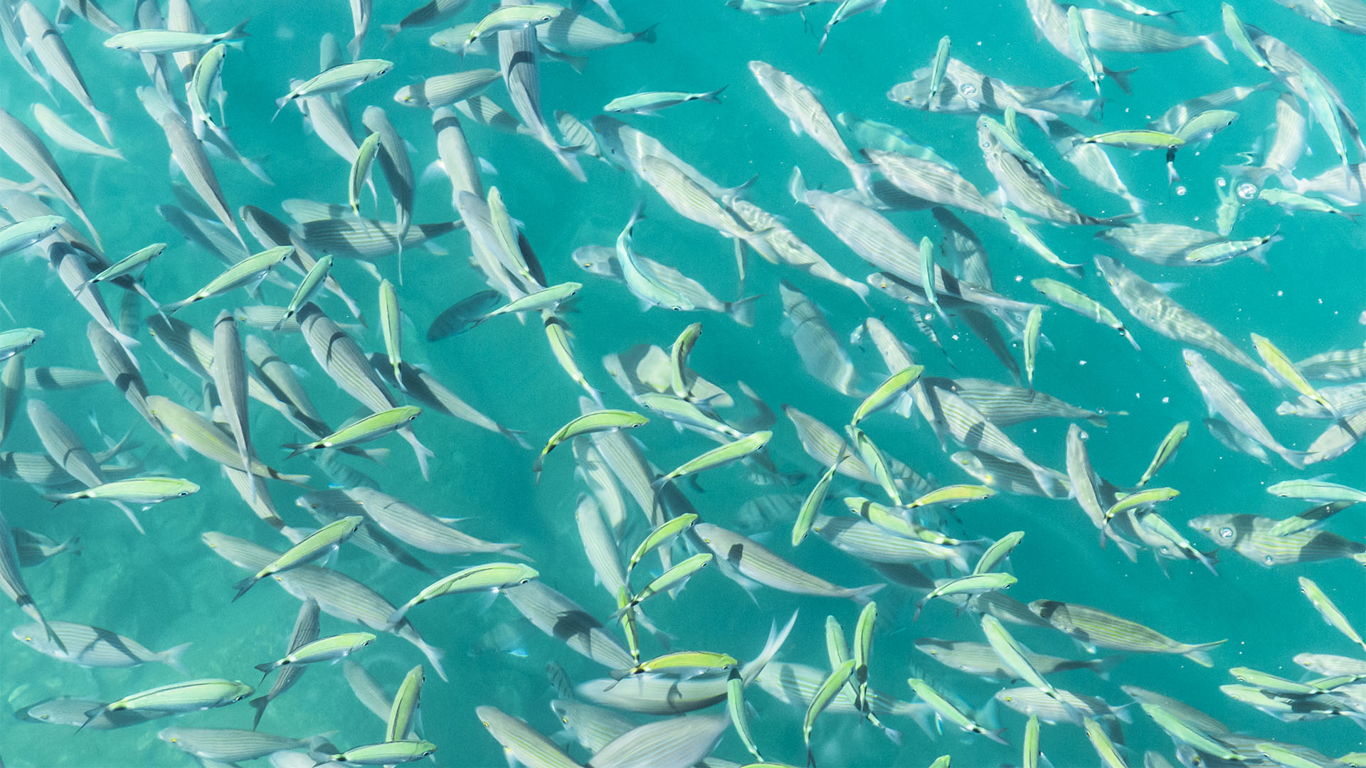 Fauna der Insel Fuerteventura – Meerestiere der Insel und des Kanaren Stromes.