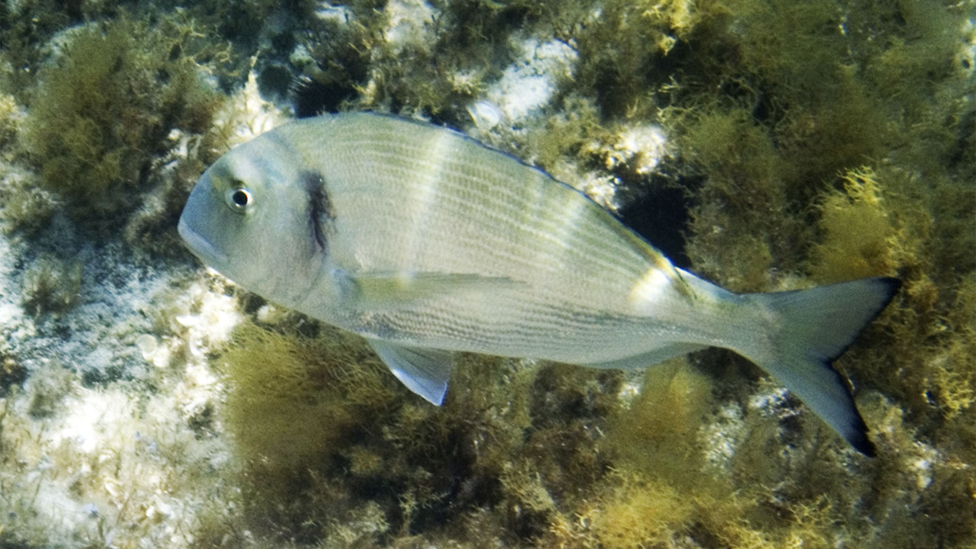 Meeresbewohner von Fuerteventura – Goldbrassen bzw. Dorada (Sparus aurata).