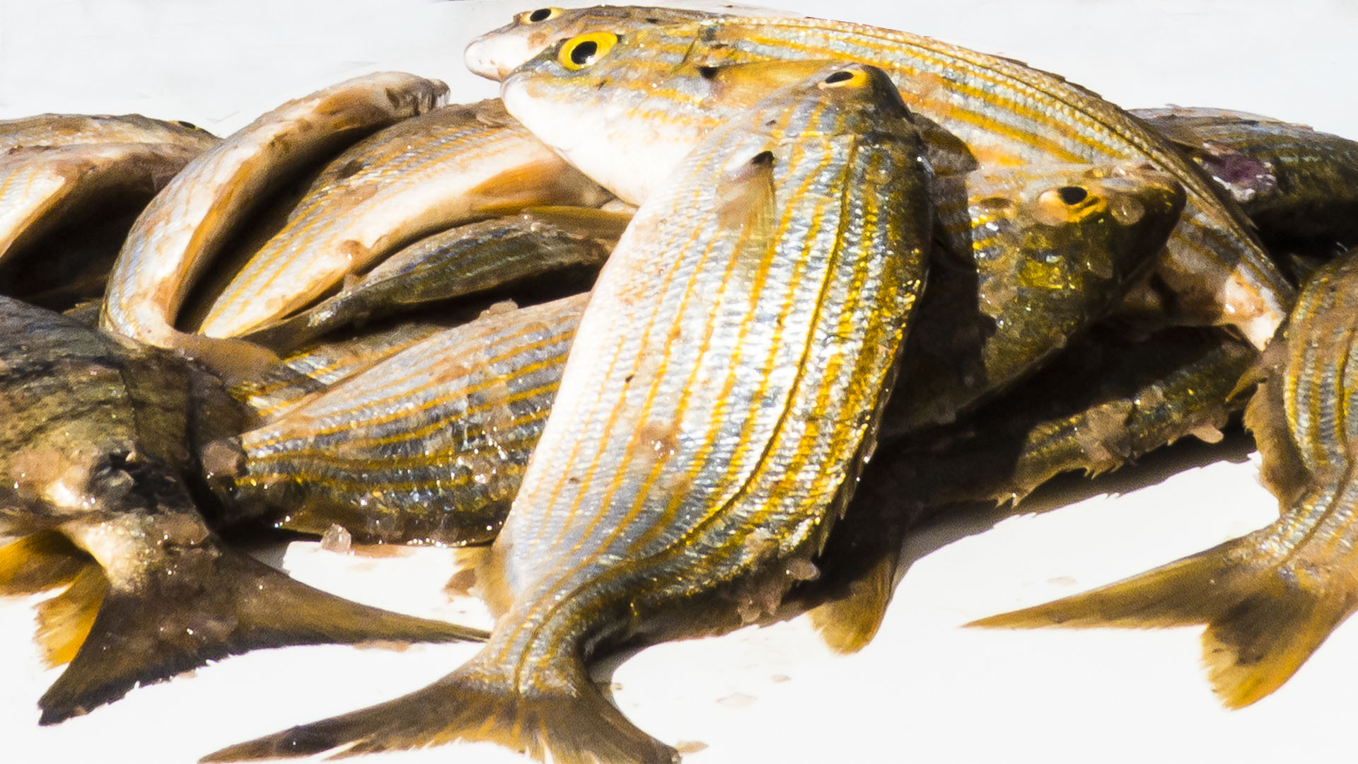 Meeresbewohner von Fuerteventura – Goldbrassen bzw. Dorada (Sparus aurata).