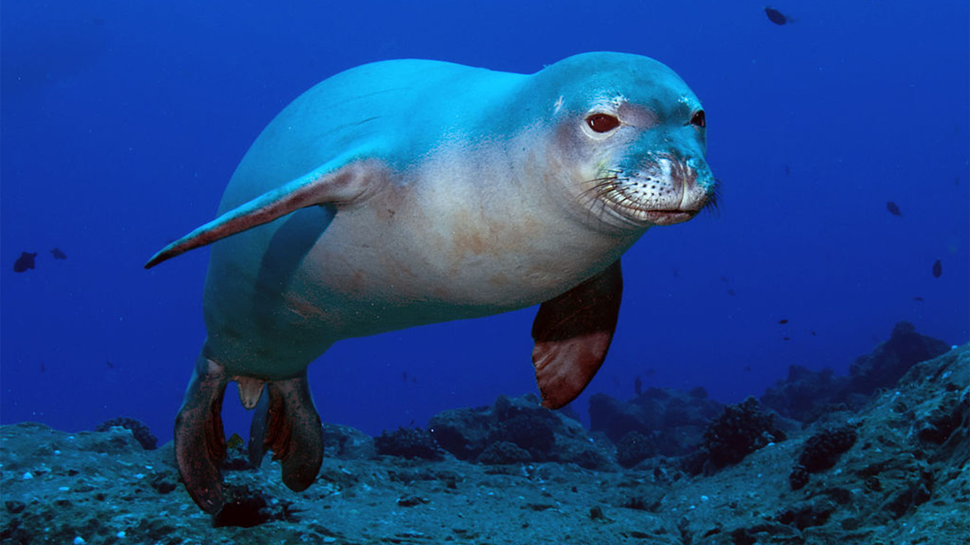 Hawaii-Mönchsrobbe – Neomonachus schauinslandi