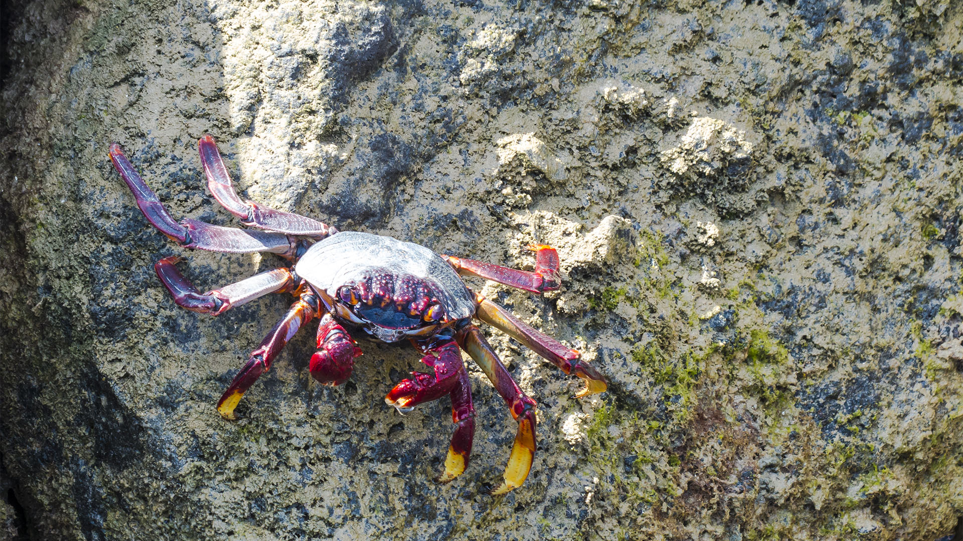 Fauna der Insel Fuerteventura – Meerestiere der Insel und des Kanaren Stromes.