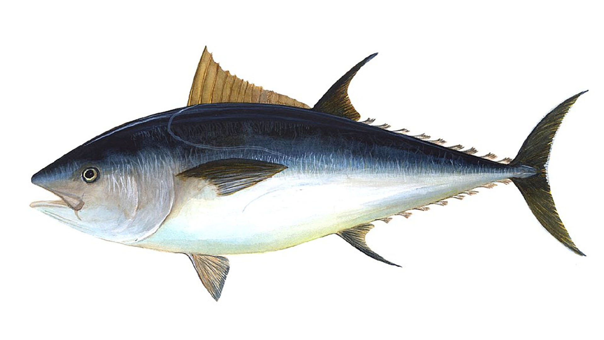 Meeresbewohner von Fuerteventura – Rote Thun (Thunnus thynnus).