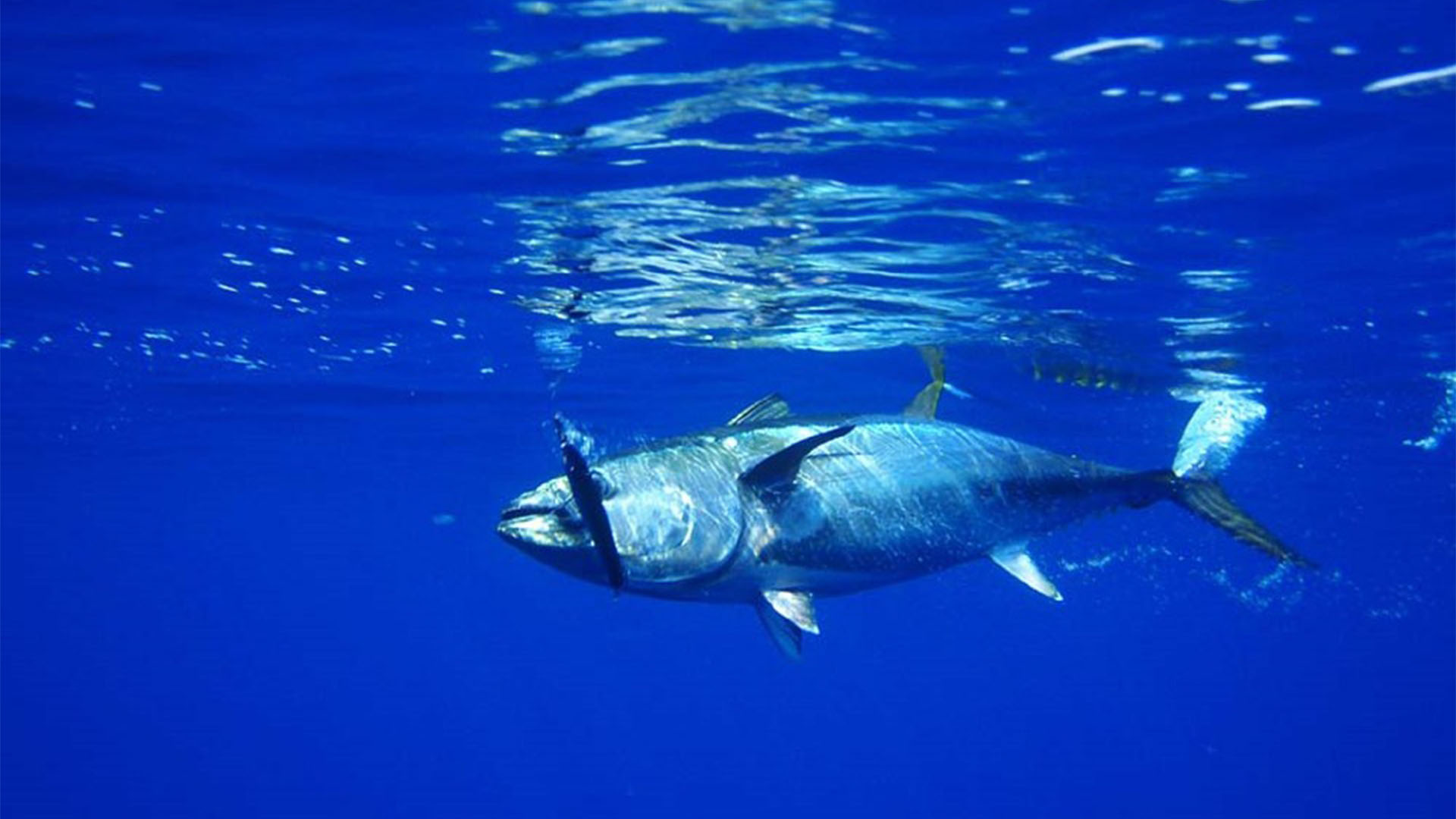 Meeresbewohner von Fuerteventura – Rote Thun (Thunnus thynnus).